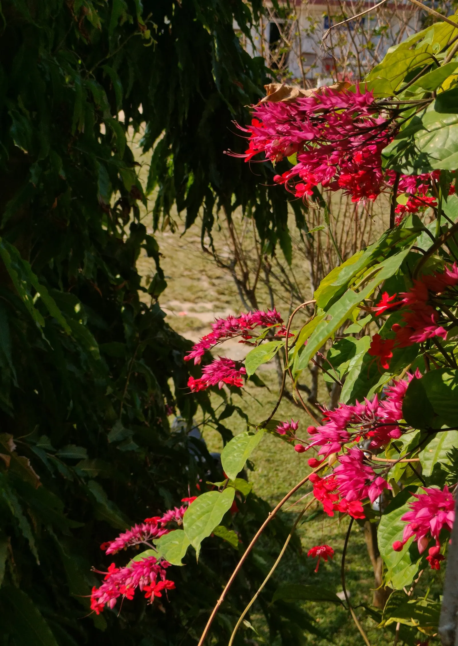 Bleeding Glory-Bower (Clerodendrum Thomsoniae) — such as a trellis or fence; multi-colored and red and white flowers in the garden, image 68