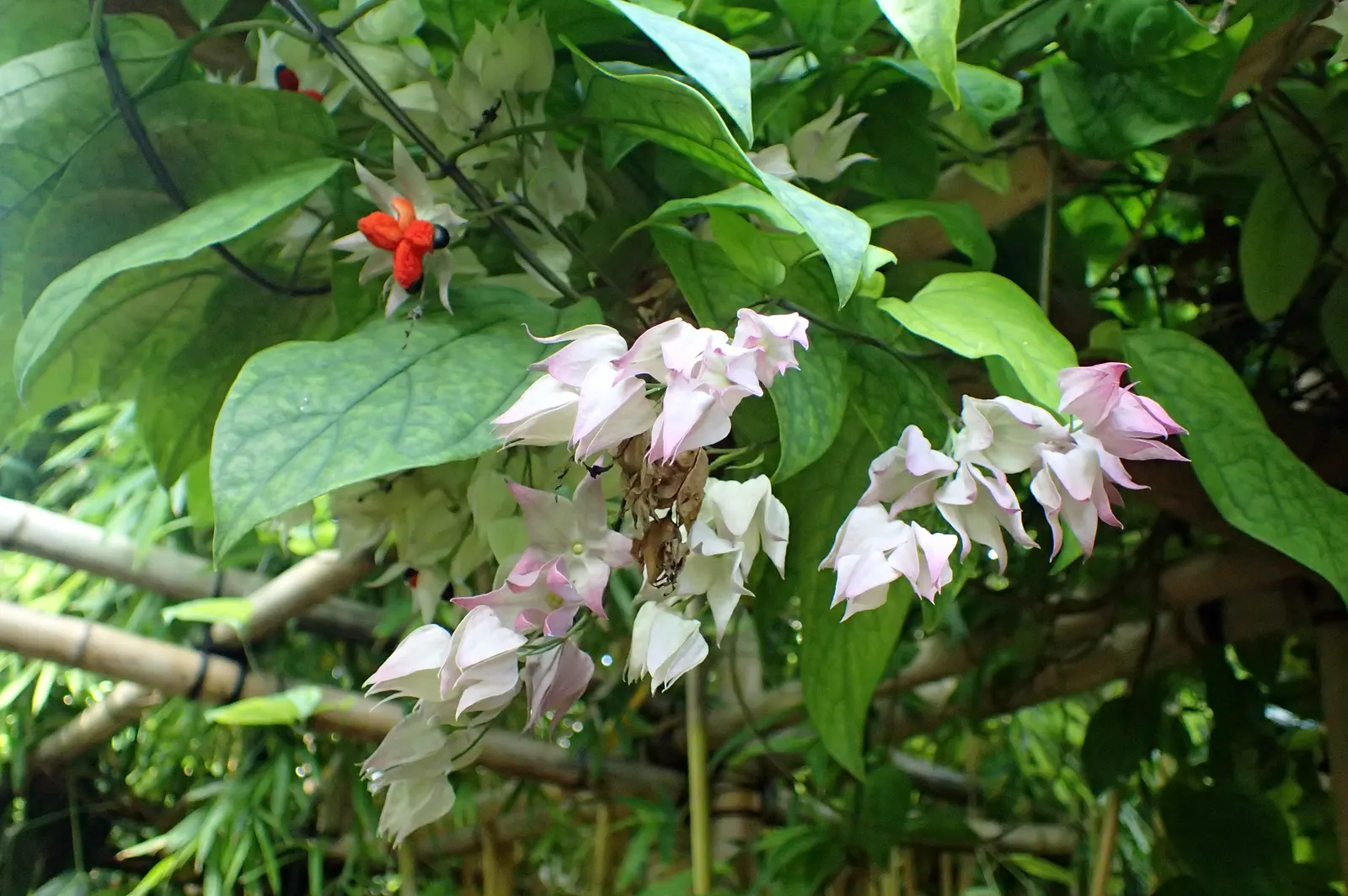 Bleeding Glory-Bower (Clerodendrum Thomsoniae) — vine with multi-colored and red and white blooms; although it requires some shade in the hottest, image 99