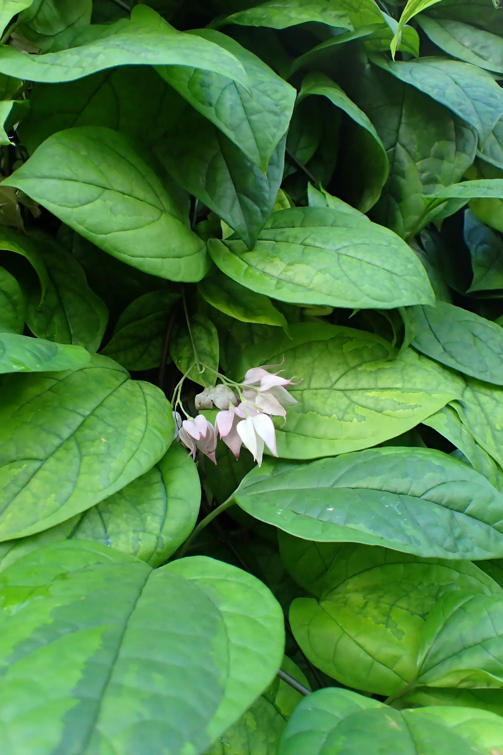 Bleeding Glory-Bower (Clerodendrum Thomsoniae) — Each unique bloom is composed of two parts: a white; scientifically named Clerodendrum thomsoniae, image 162