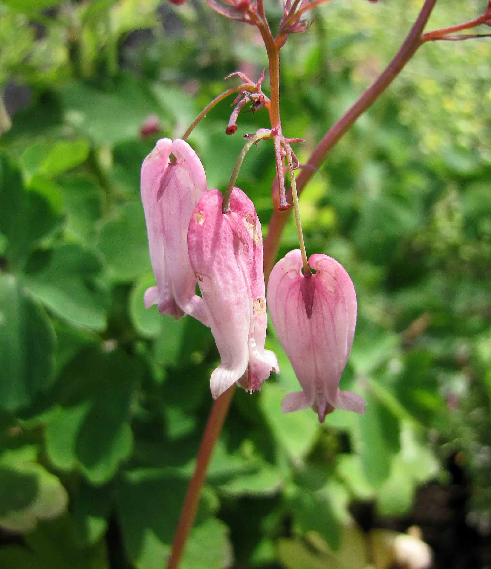 Bleeding Glory-Bower (Clerodendrum Thomsoniae) — vine for half