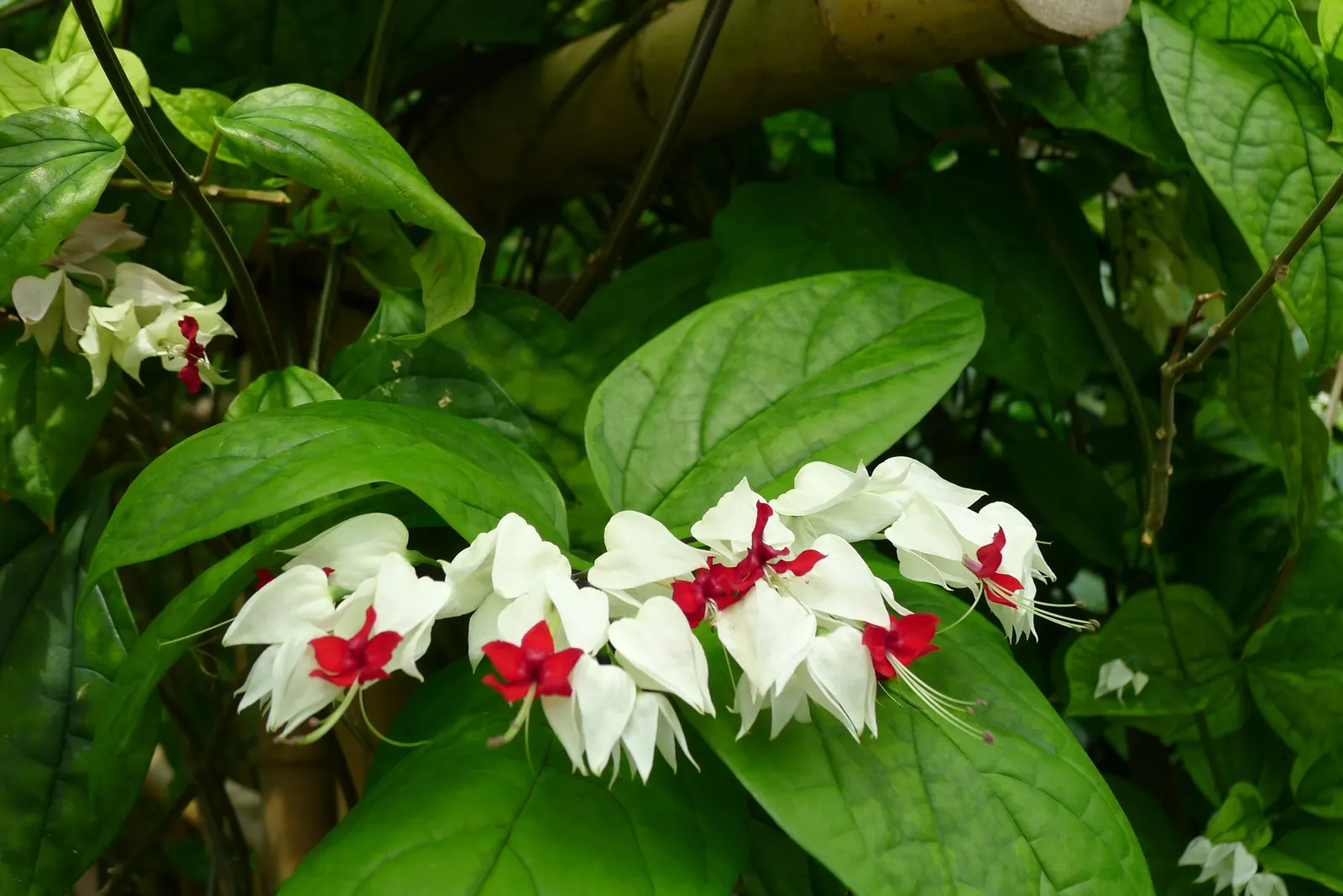 Bleeding Glory-Bower (Clerodendrum Thomsoniae) — multi-colored and red and white flowers in the garden; this evergreen climber is renowned for its, image 148