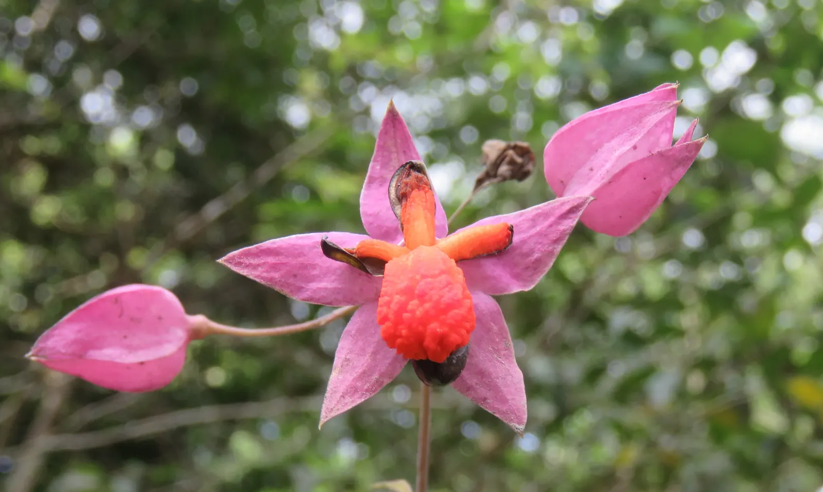 Bleeding Glory-Bower (Clerodendrum Thomsoniae) — or other vertical surfaces; is vital to facilitate the vine's climbing habit.<br><br>When, image 121