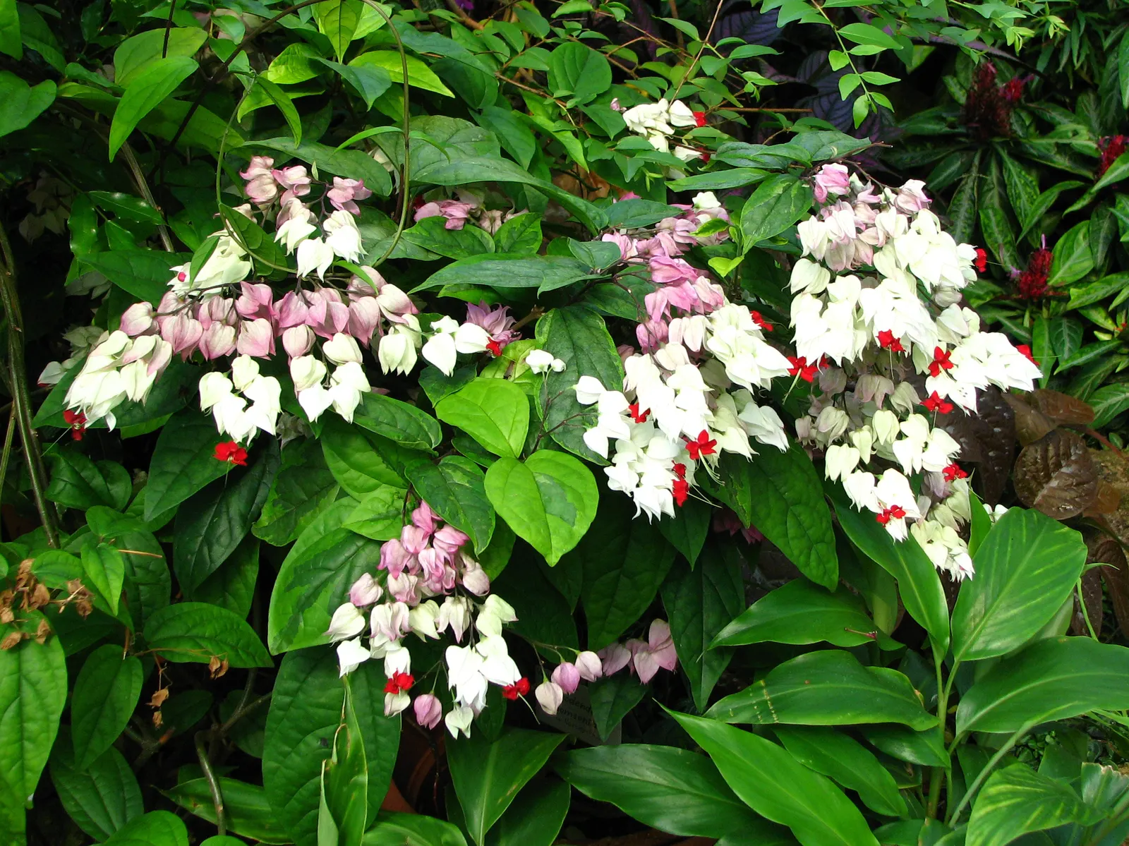 Bleeding Glory-Bower (Clerodendrum Thomsoniae) — multi-colored and red and white flowers in the garden; this evergreen climber is renowned for its, image 98