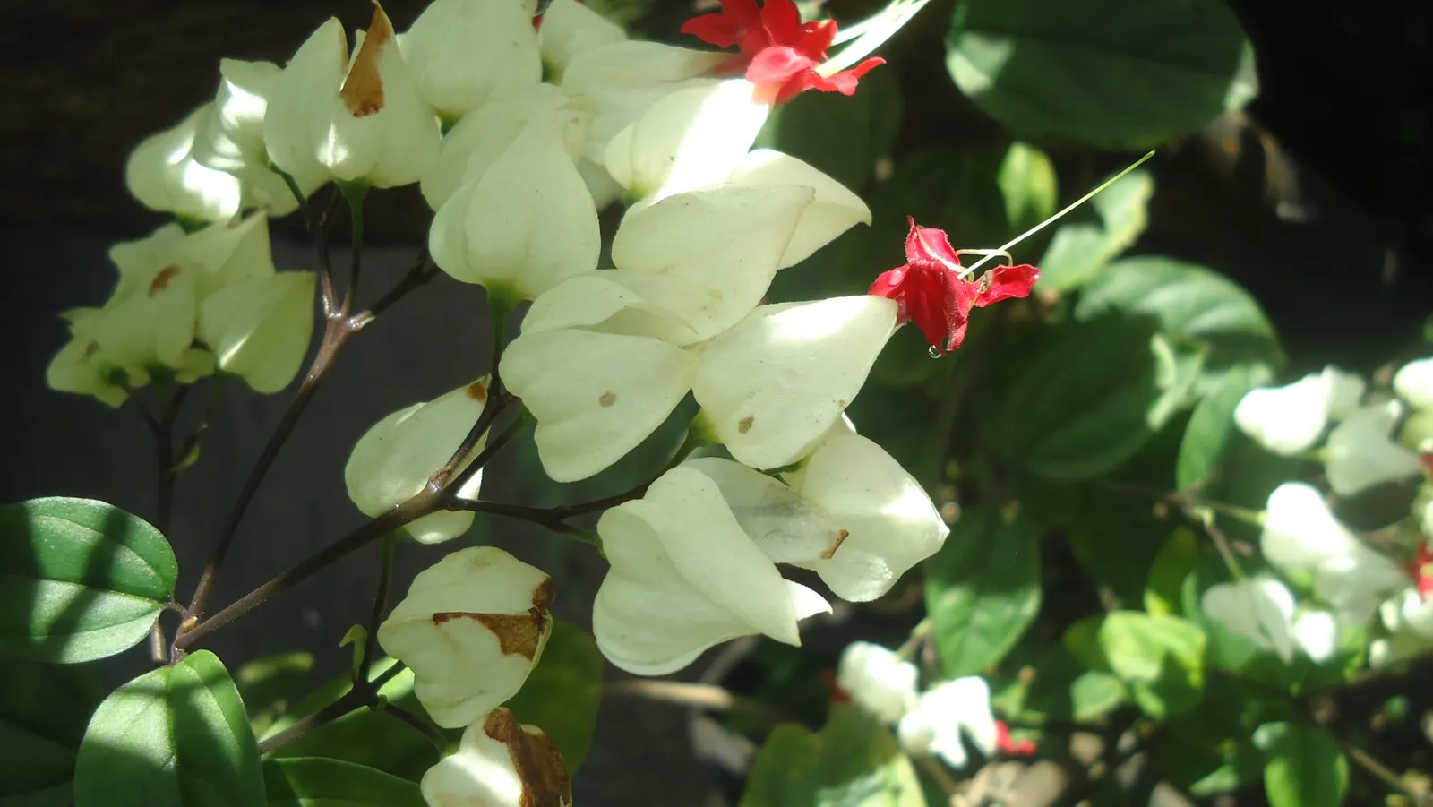 Bleeding Glory-Bower (Clerodendrum Thomsoniae) — A routine application of balanced; this evergreen vine thrives in zones 9-11, preferring partial, image 97