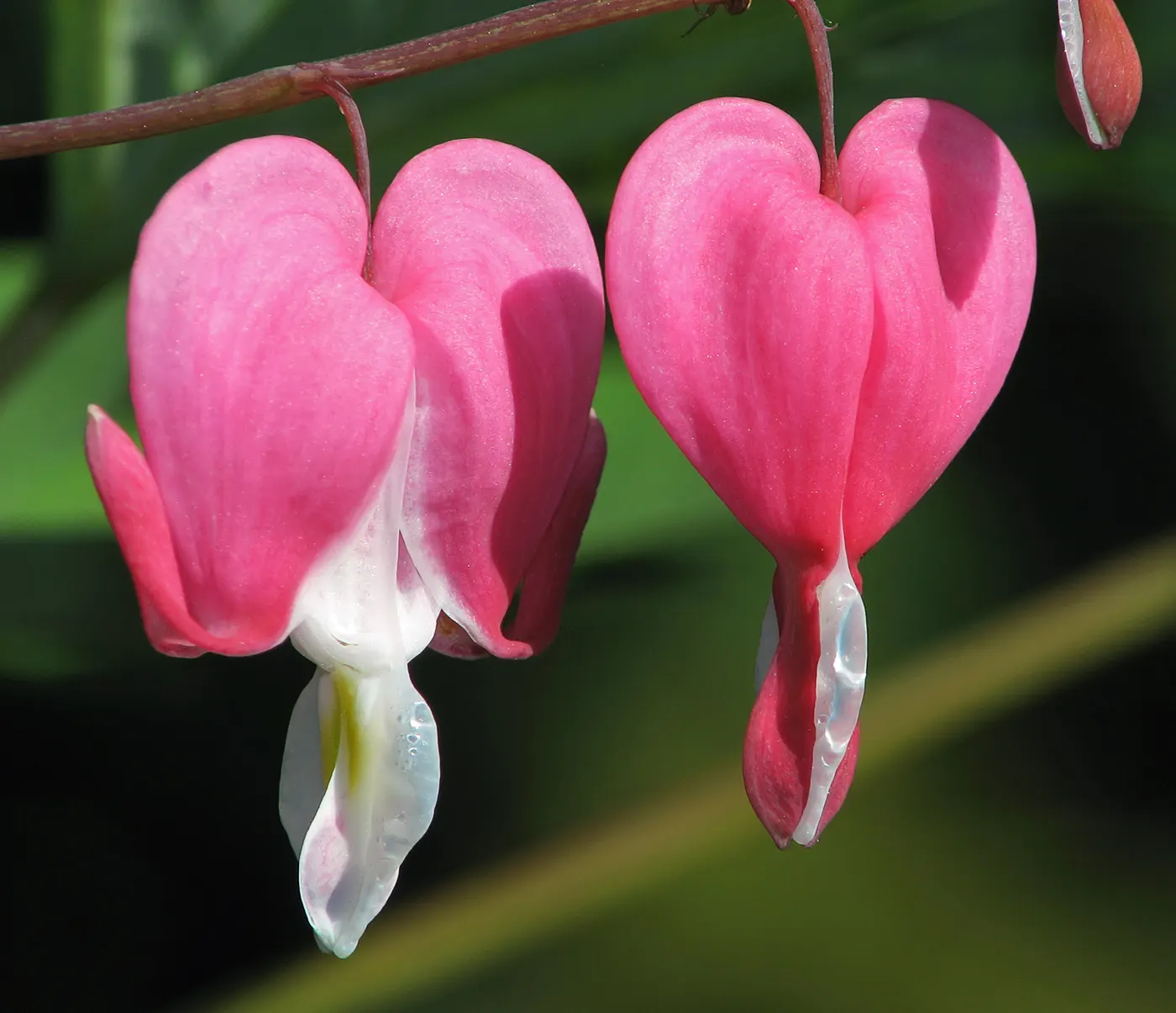 Bleeding Glory-Bower (Clerodendrum Thomsoniae) — is an enchanting tropical vine native to West Africa; or other vertical surfaces, image 57