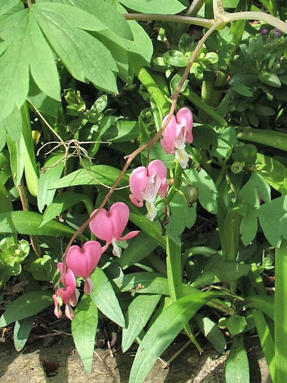 Bleeding Glory-Bower (Clerodendrum Thomsoniae) — or other vertical surfaces; is vital to facilitate the vine's climbing habit.<br><br>When integrating this