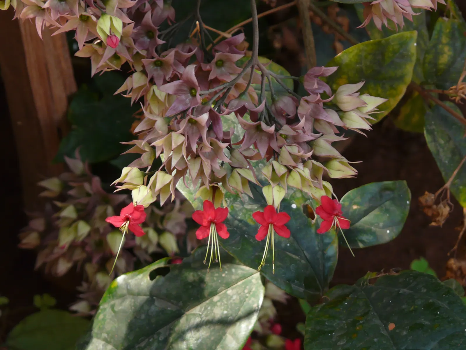 Bleeding Glory-Bower (Clerodendrum Thomsoniae) — although it requires some shade in the hottest part of the day; climbing up to 15 feet, it, image 65