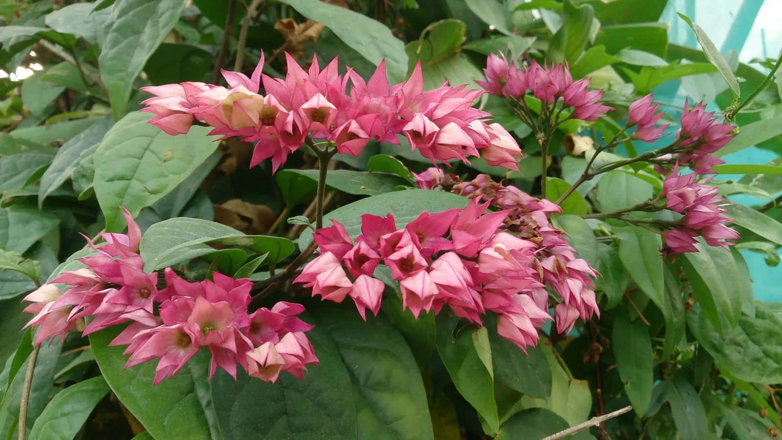 Bleeding Glory-Bower (Clerodendrum Thomsoniae) — although it requires some shade in the hottest part of the day