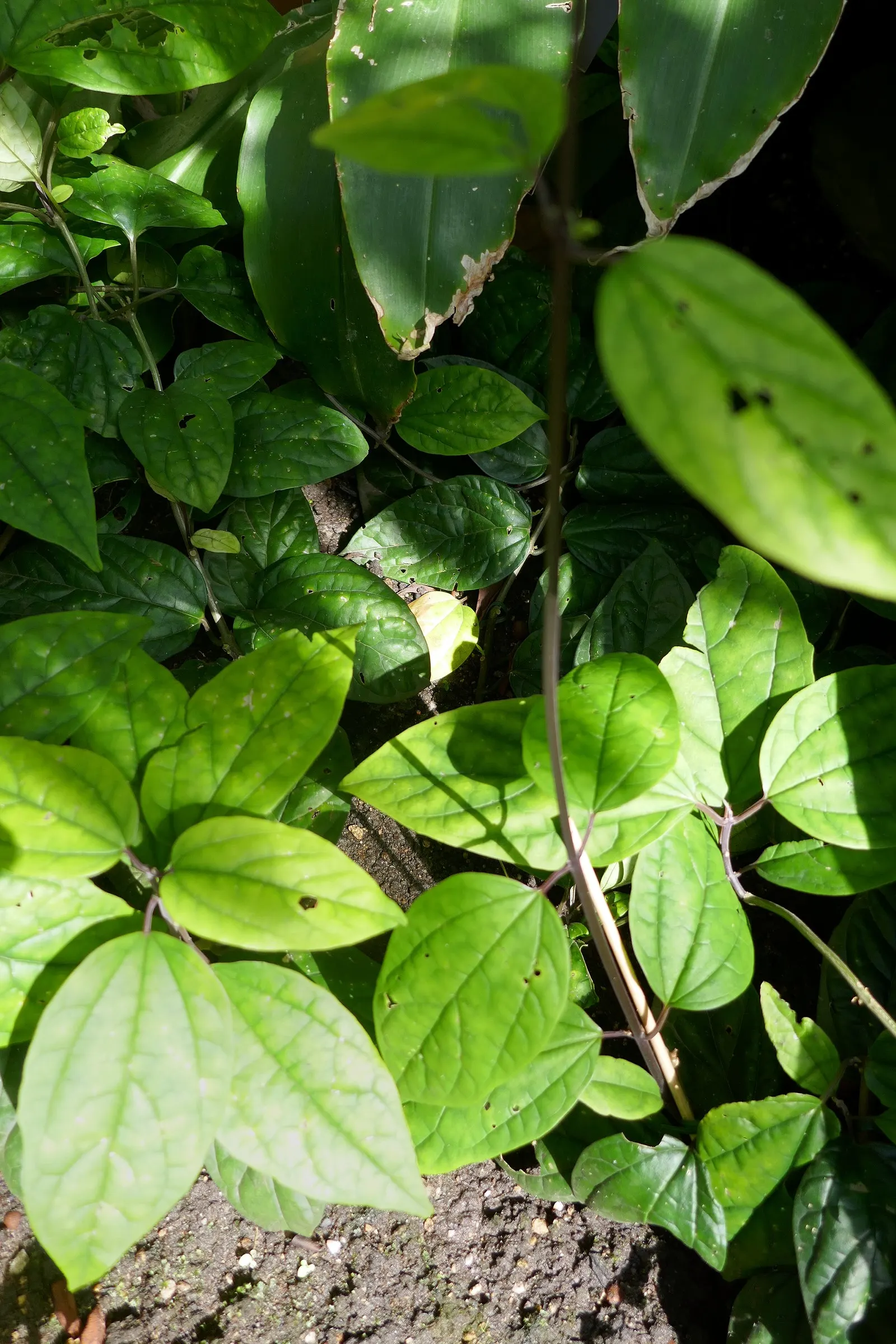Bleeding Glory-Bower (Clerodendrum Thomsoniae) — This evergreen vine thrives in zones 9-11, preferring partial shade and well-draining soil, image 76