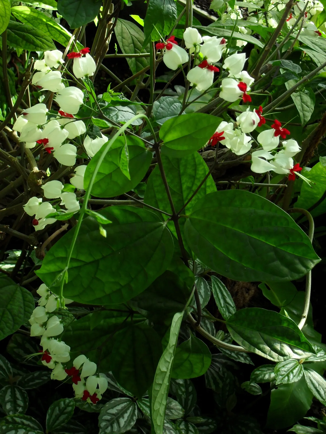 Bleeding Glory-Bower (Clerodendrum Thomsoniae) — though it is necessary to avoid waterlogged conditions