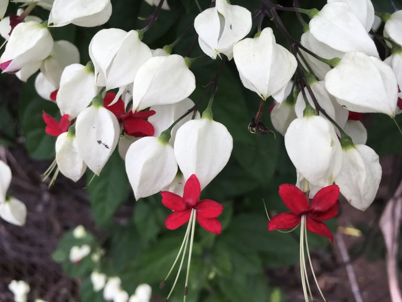 Bleeding Glory-Bower (Clerodendrum Thomsoniae) — ovate leaves that are typically about 5 to 7 inches long; though it is necessary to avoid, image 85