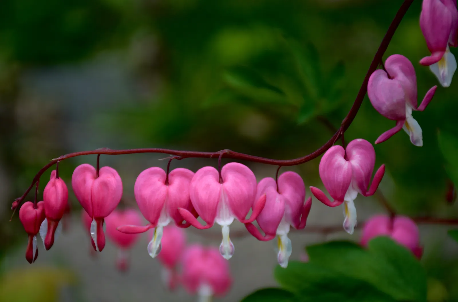 Bleeding Glory-Bower (Clerodendrum Thomsoniae) — Ideal for trellises or as a captivating focal point in a romantic garden theme; is an enchanting, image 80