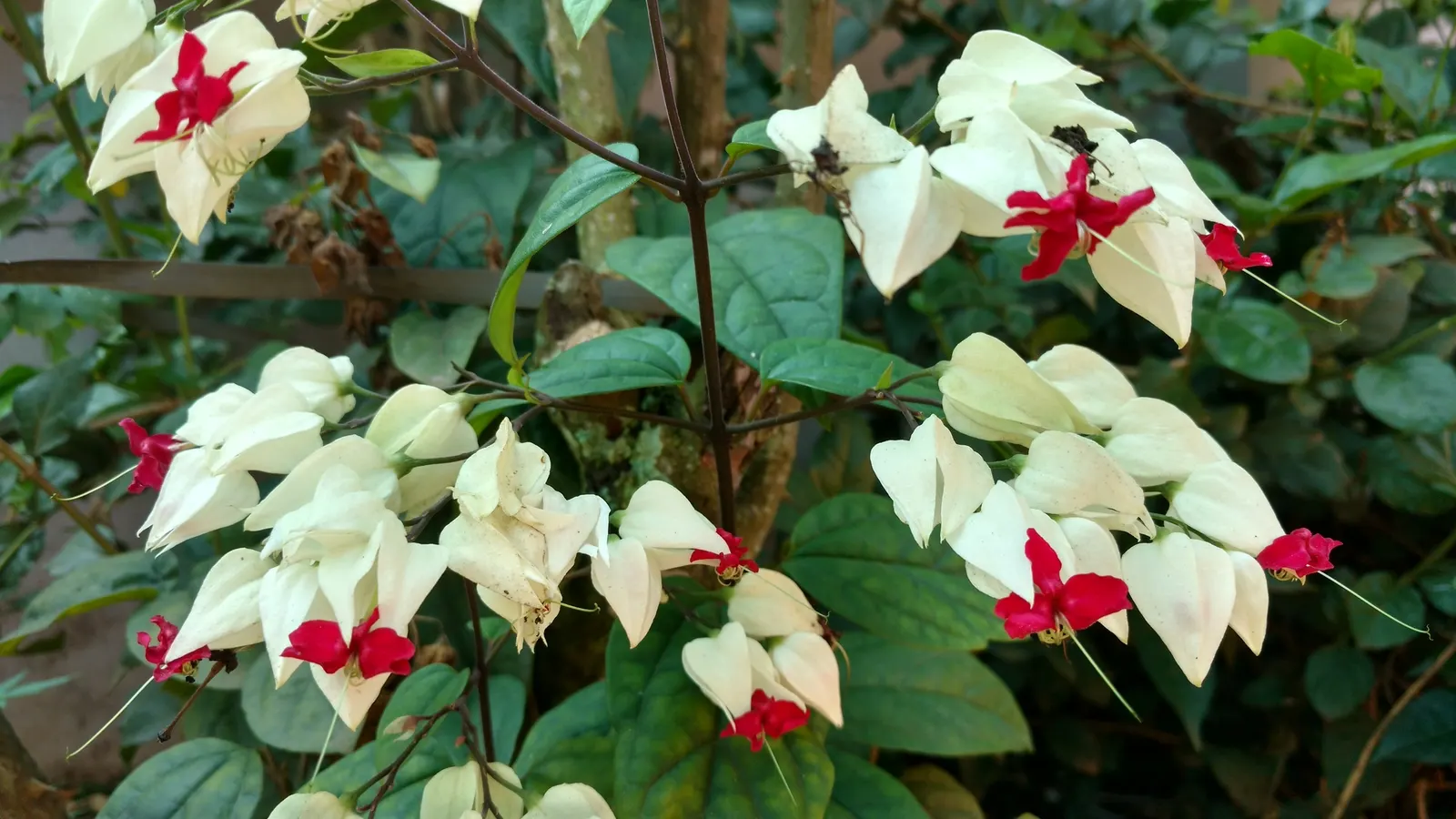 Bleeding Glory-Bower (Clerodendrum Thomsoniae) — Regular watering and occasional pruning maintain shape and health