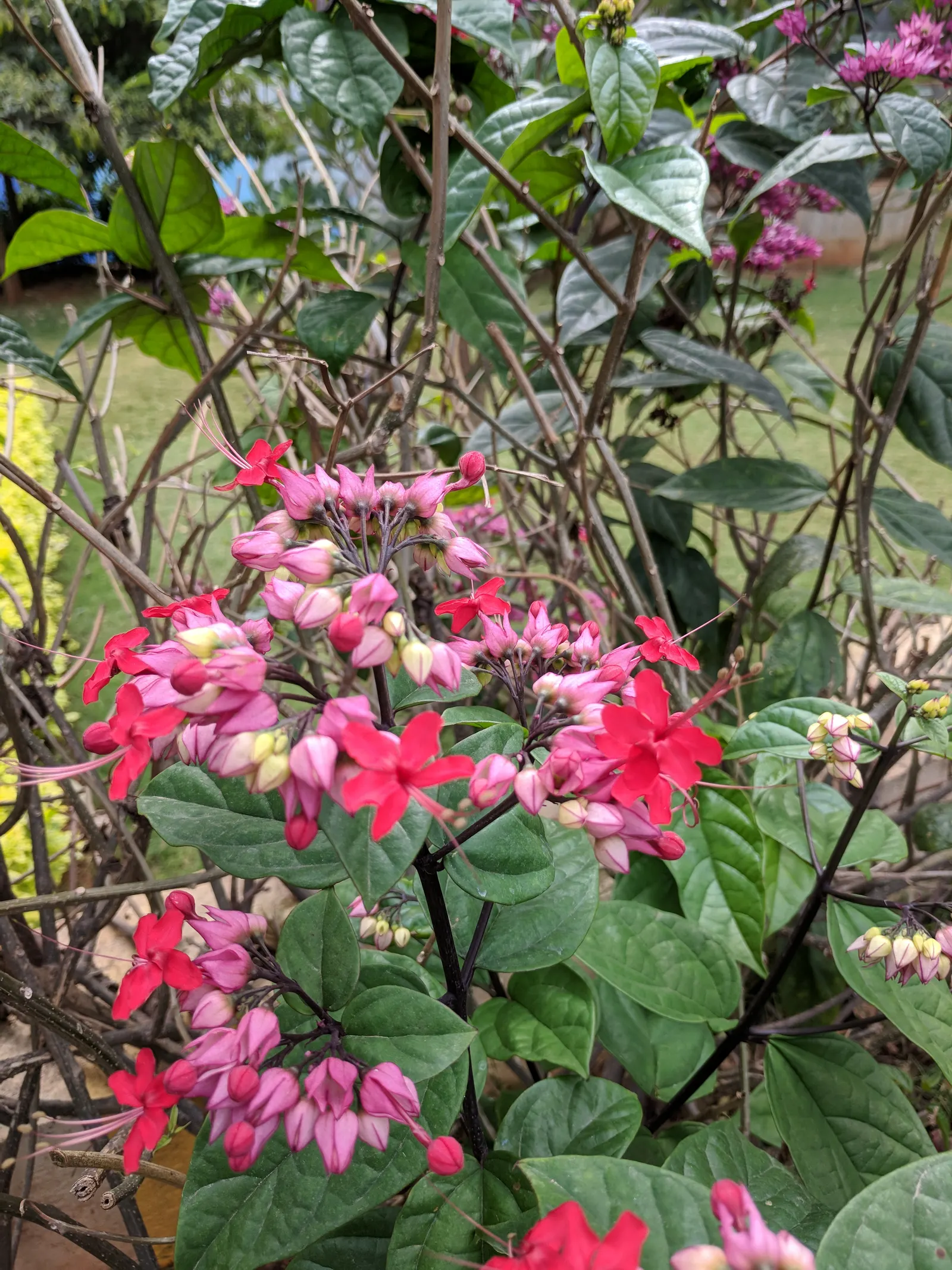 Bleeding Glory-Bower (Clerodendrum Thomsoniae) — although it requires some shade in the hottest part of the day; climbing up to 15 feet, it, image 140