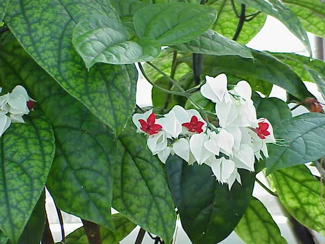 Bleeding Glory-Bower (Clerodendrum Thomsoniae) — which bloom primarily during the warm seasons; vine with multi-colored and red and white blooms, image 136