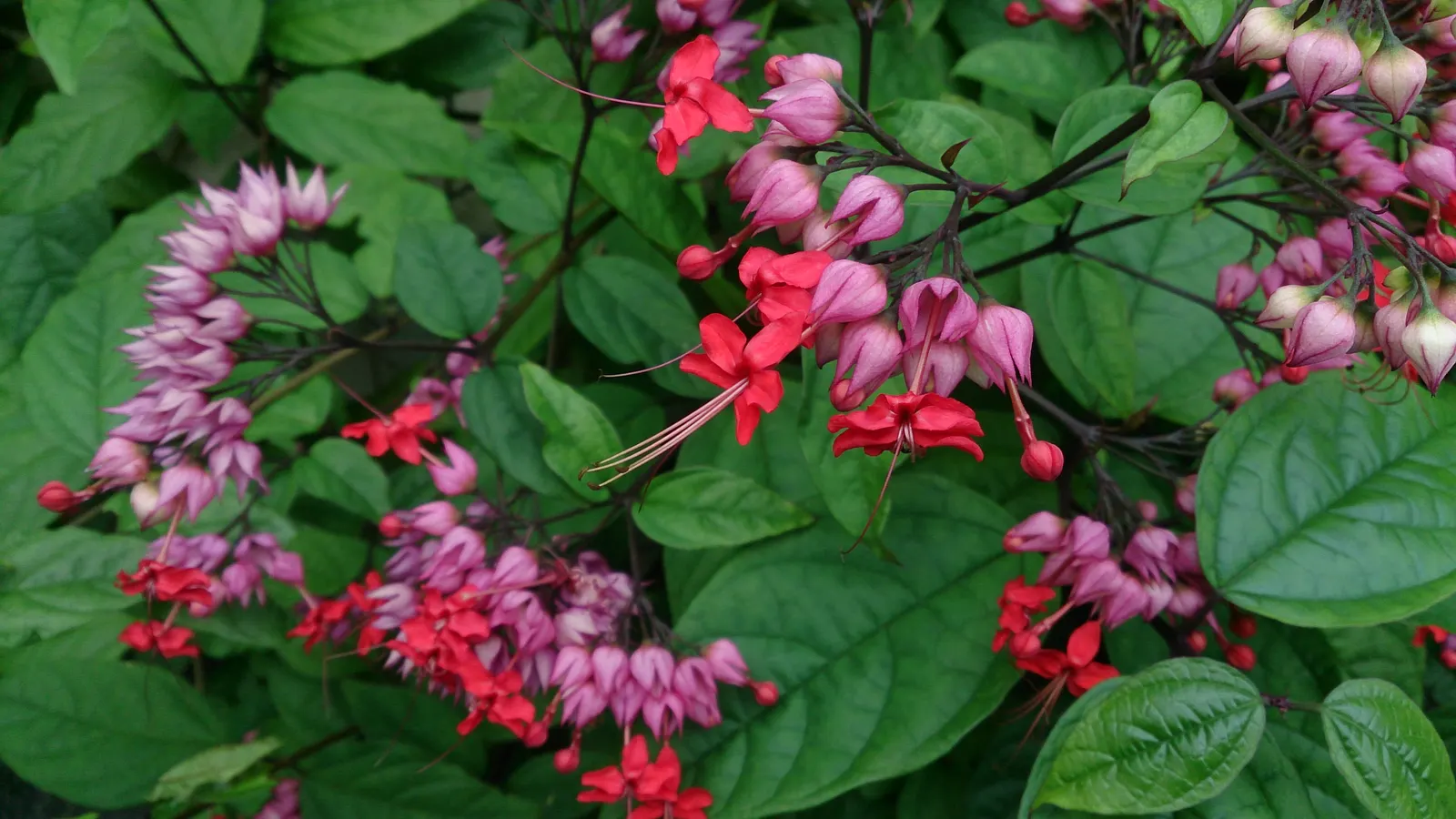 Bleeding Glory-Bower (Clerodendrum Thomsoniae) — Ideal for trellises or as a captivating focal point in a romantic garden theme; is an enchanting, image 55