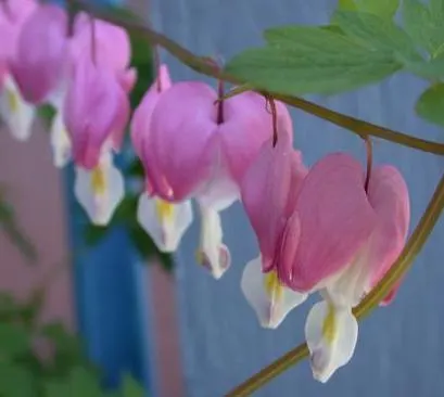 Bleeding Glory-Bower (Clerodendrum Thomsoniae) — Regular watering and occasional pruning maintain shape and health; vine for half, image 129