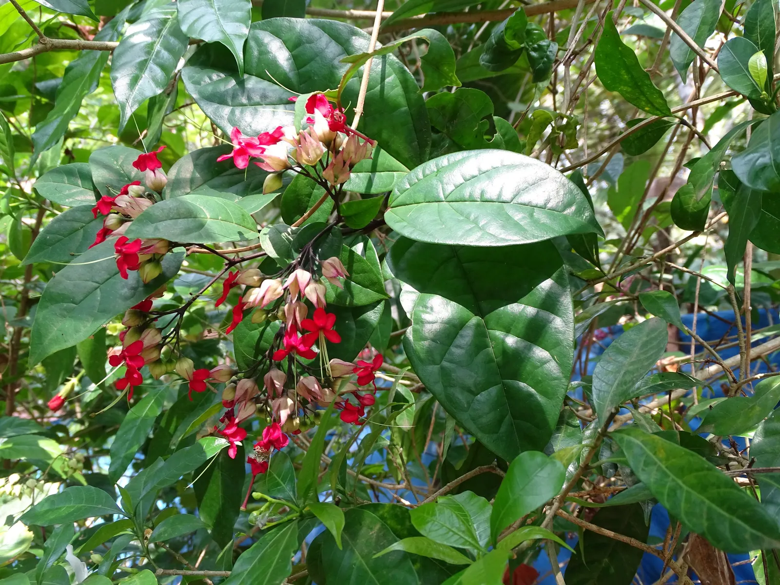 Bleeding Glory-Bower (Clerodendrum Thomsoniae) — though it is necessary to avoid waterlogged conditions; it demands well-draining soil with a good, image 92