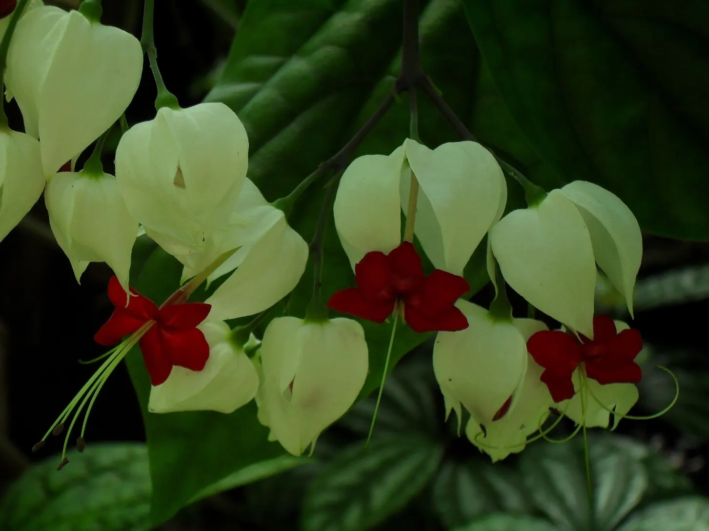 Bleeding Glory-Bower (Clerodendrum Thomsoniae) — multi-colored and red and white flowers in the garden; this evergreen climber is renowned for its, image 123