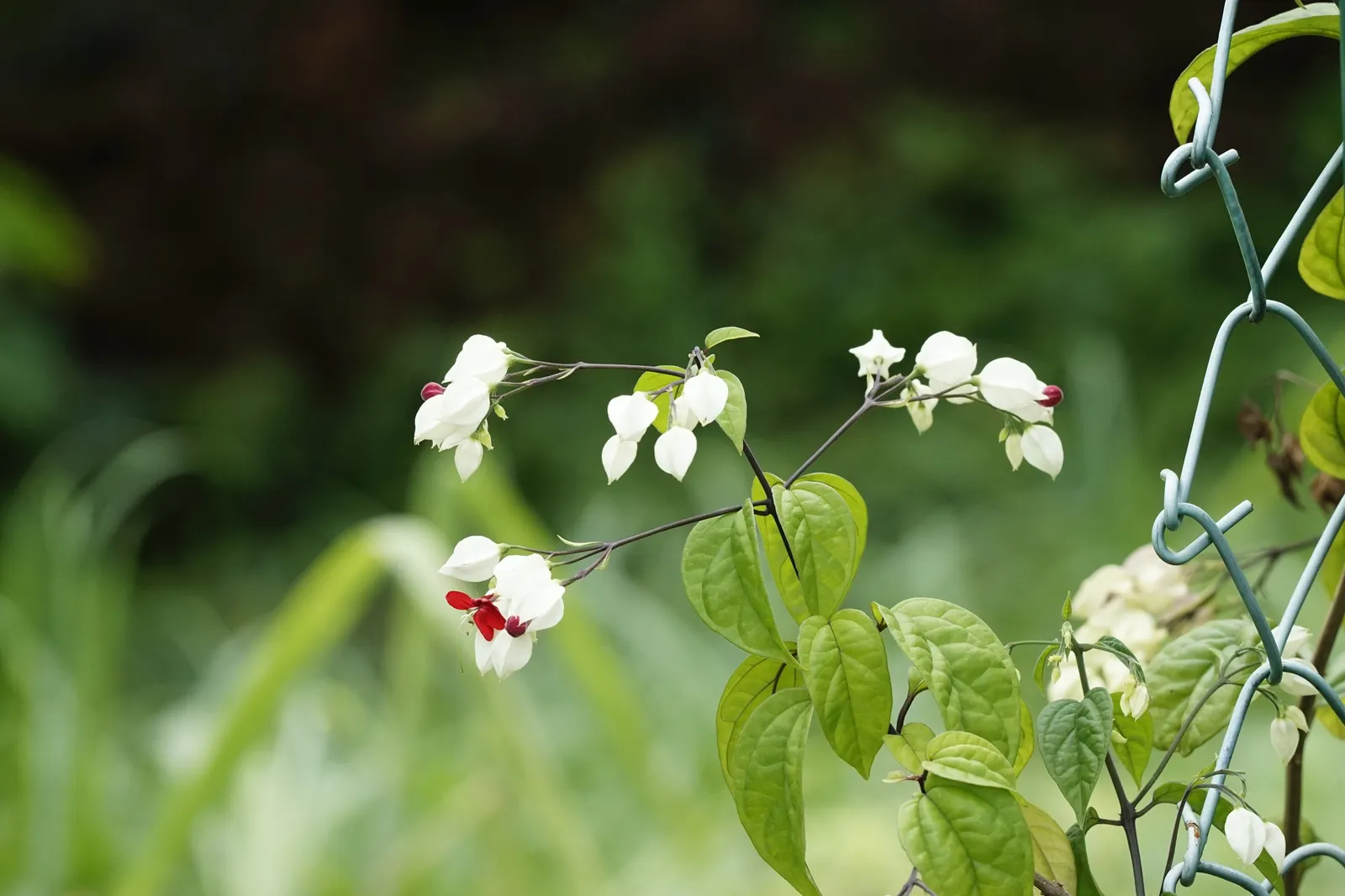 Bleeding Glory-Bower (Clerodendrum Thomsoniae) — pendulous flower that emerges from the center, image 63