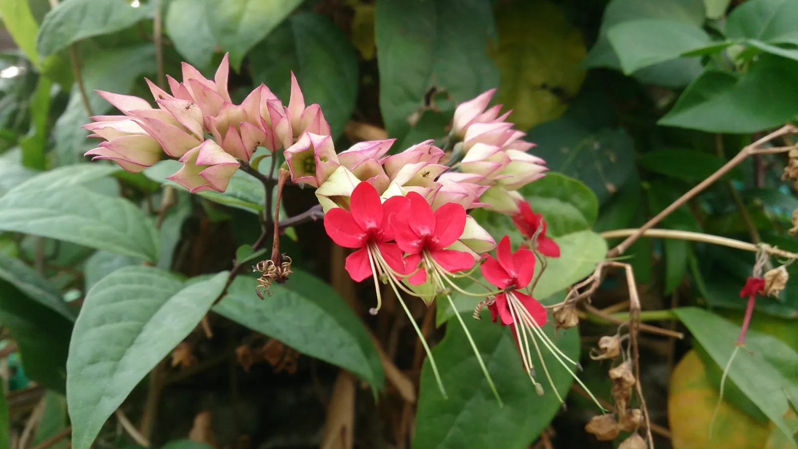 Bleeding Glory-Bower (Clerodendrum Thomsoniae) — Climbing up to 15 feet, it requires support for optimal growth; which bloom primarily during the, image 52