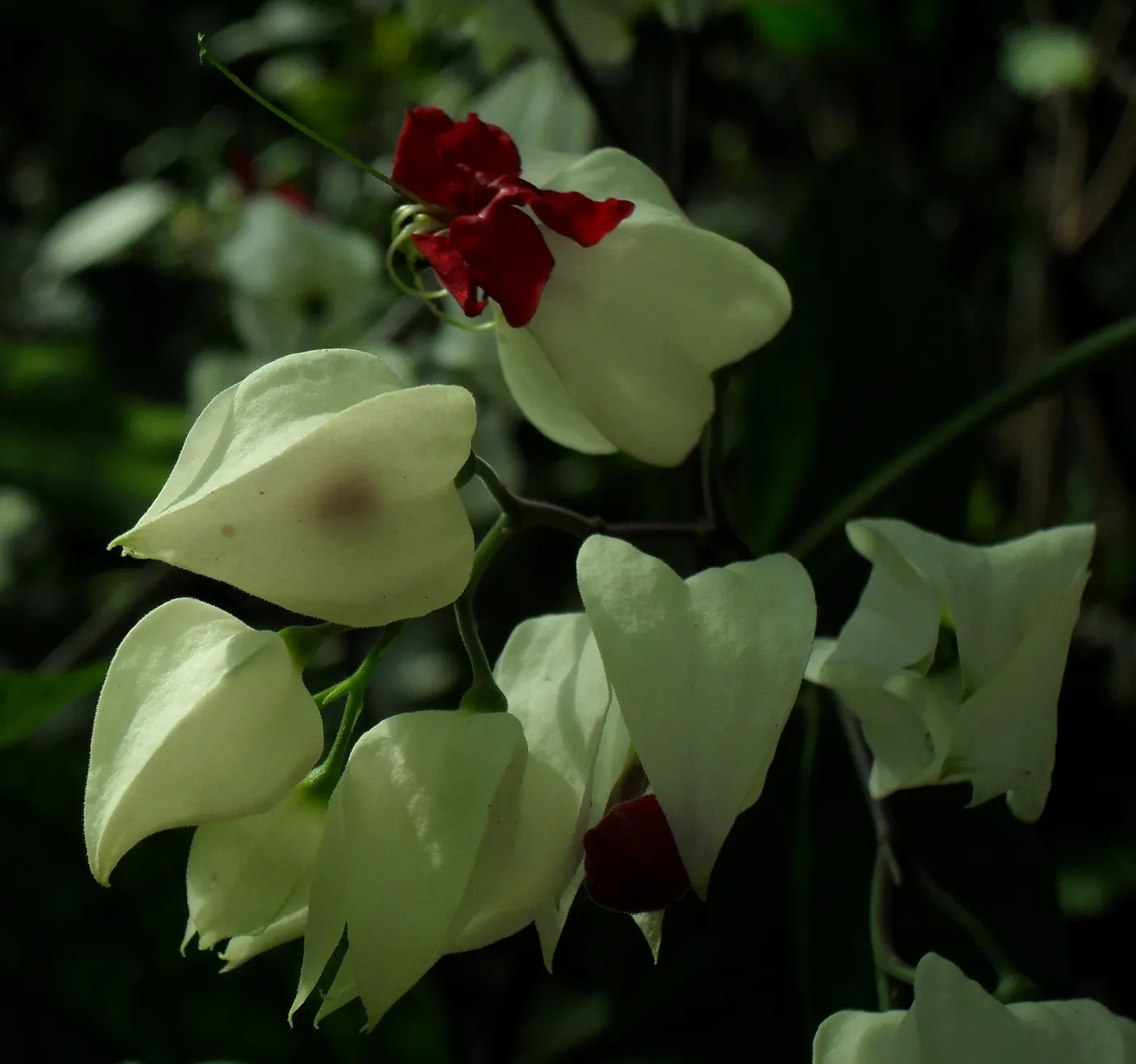 Bleeding Glory-Bower (Clerodendrum Thomsoniae) — is vital to facilitate the vine's climbing habit.<br><br>When integrating this plant into a landscape design
