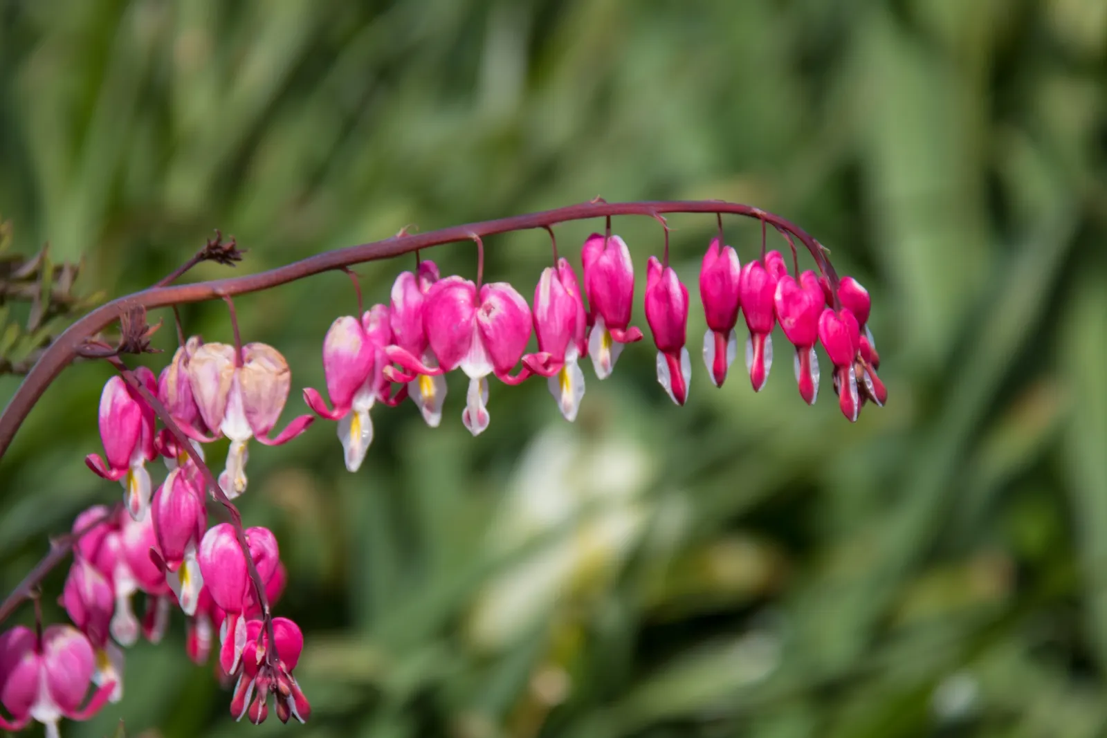 Bleeding Glory-Bower (Clerodendrum Thomsoniae) — which bloom primarily during the warm seasons; vine with multi-colored and red and white blooms, image 61