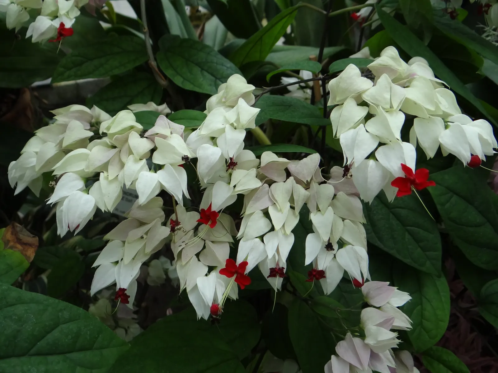 Bleeding Glory-Bower (Clerodendrum Thomsoniae) — or other vertical surfaces
