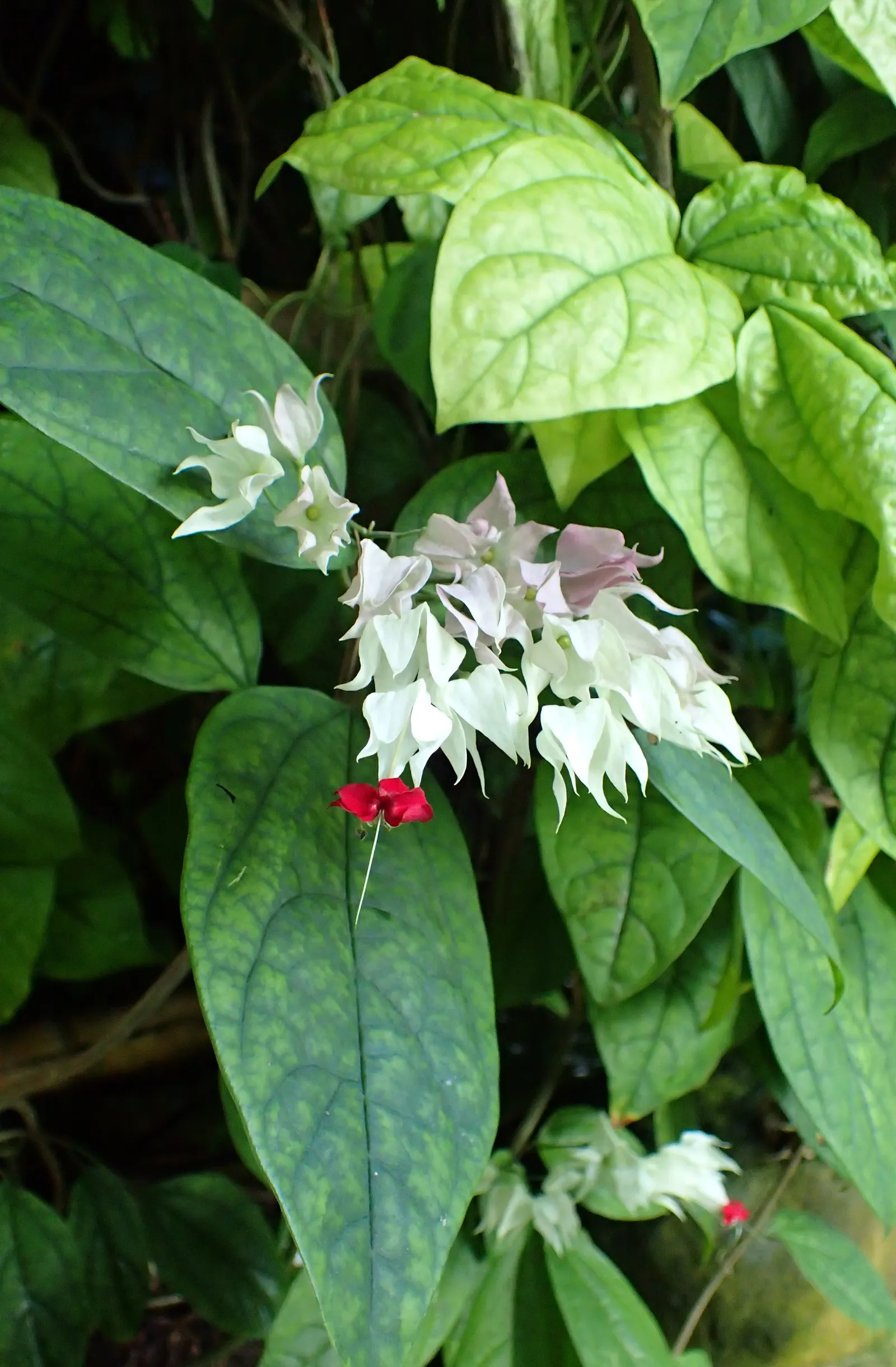Bleeding Glory-Bower (Clerodendrum Thomsoniae) — is an enchanting tropical vine native to West Africa; or other vertical surfaces, image 132