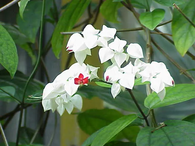 Bleeding Glory-Bower (Clerodendrum Thomsoniae) — A routine application of balanced; this evergreen vine thrives in zones 9-11, preferring partial shade and