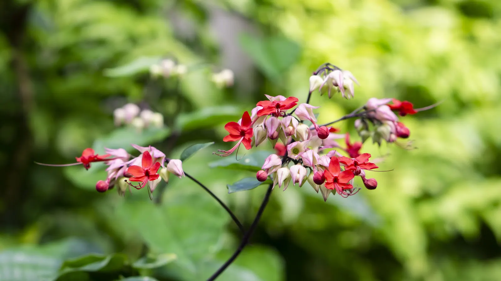Bleeding Glory-Bower (Clerodendrum Thomsoniae) — is vital to facilitate the vine's climbing habit.<br><br>When integrating this plant into a, image 144