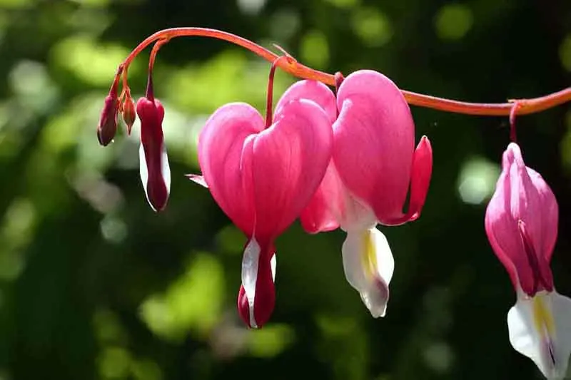 Bleeding Glory-Bower (Clerodendrum Thomsoniae) — or other vertical surfaces; is vital to facilitate the vine's climbing habit.<br><br>When, image 71