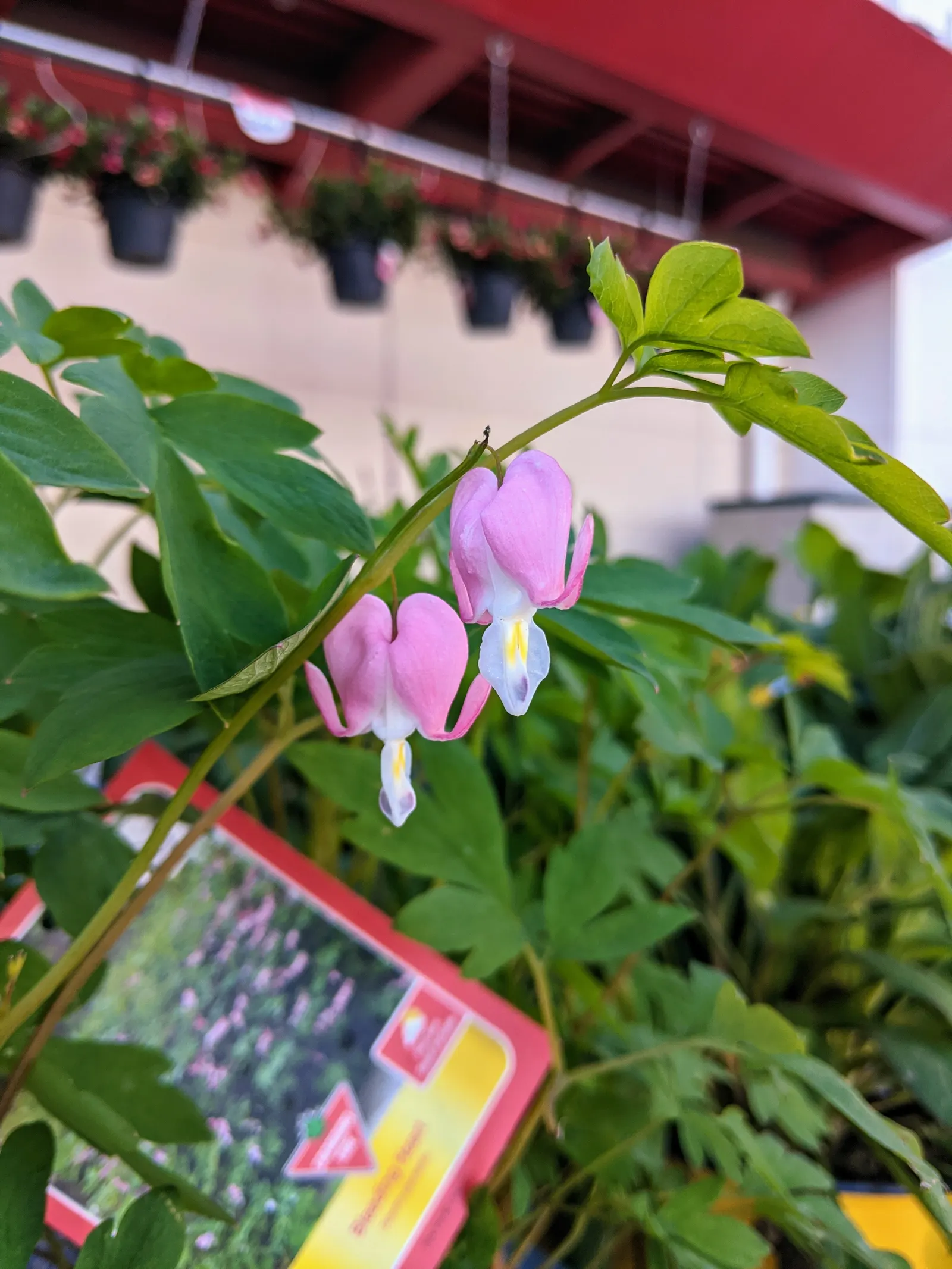 Bleeding Glory-Bower (Clerodendrum Thomsoniae) — although it requires some shade in the hottest part of the day; climbing up to 15 feet, it, image 90