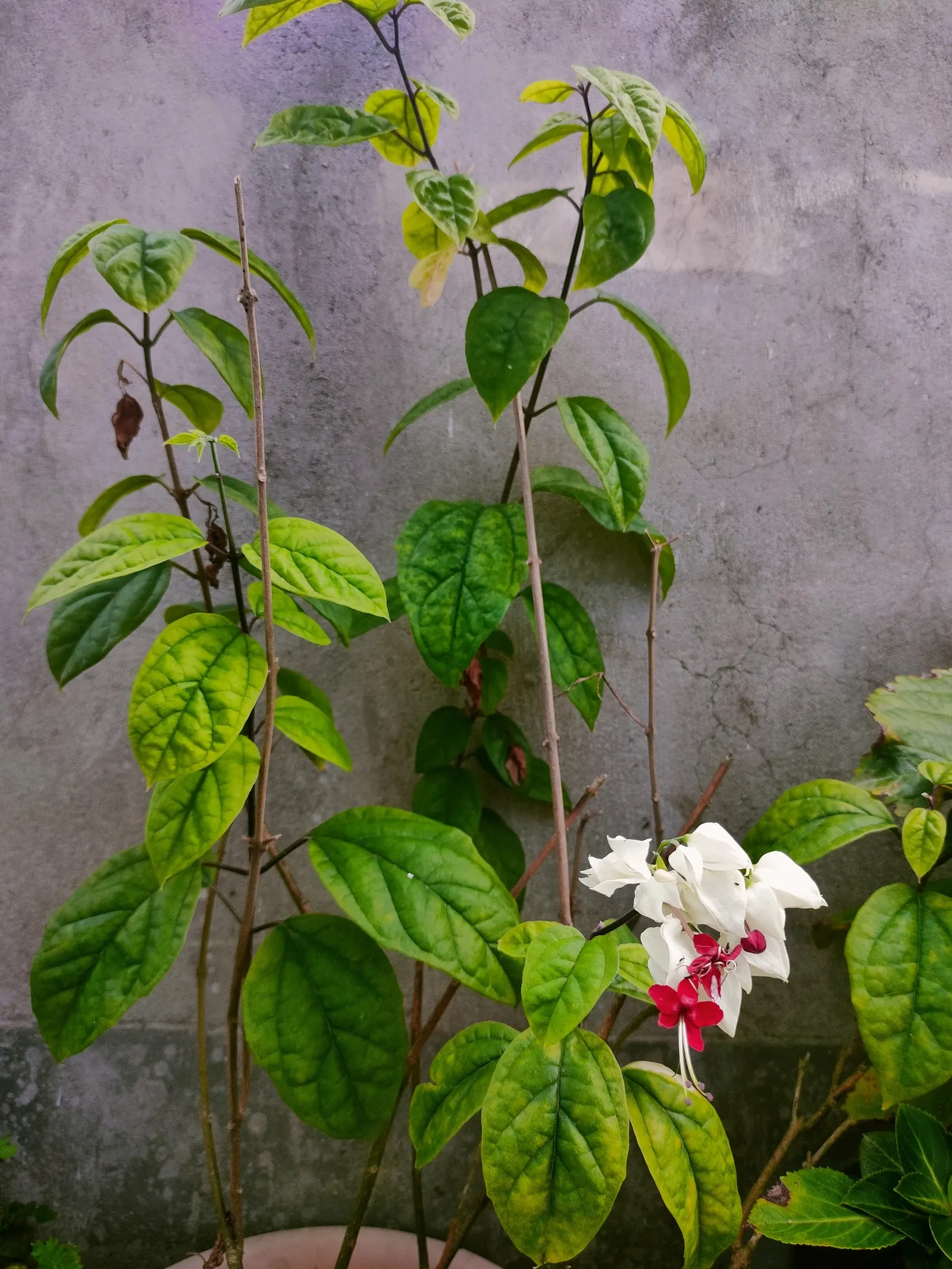 Bleeding Glory-Bower (Clerodendrum Thomsoniae) — scientifically named Clerodendrum thomsoniae; creating the appearance of a drop of blood - a, image 156