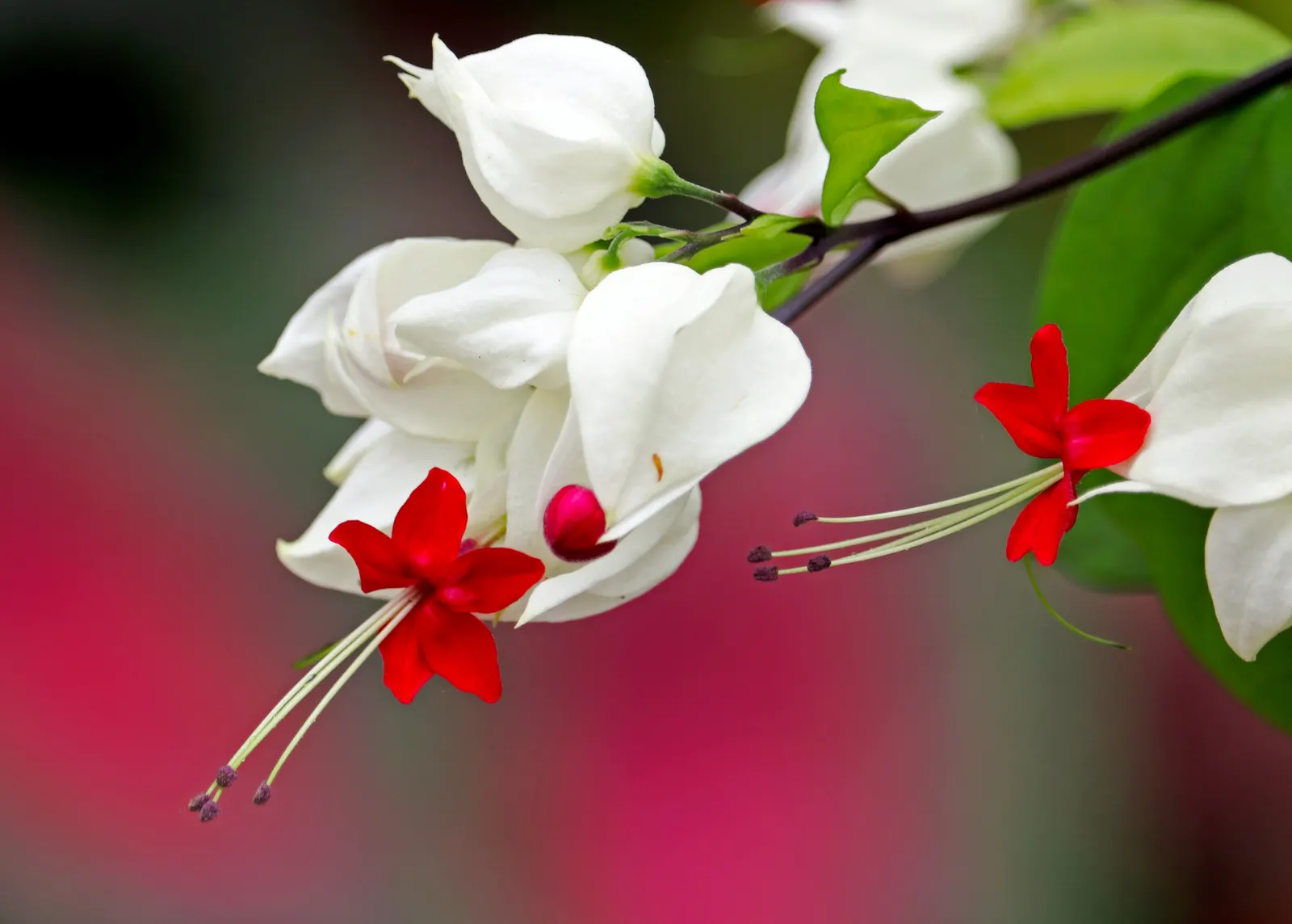 Bleeding Glory-Bower (Clerodendrum Thomsoniae) — This evergreen vine thrives in zones 9-11, preferring partial shade and well-draining soil