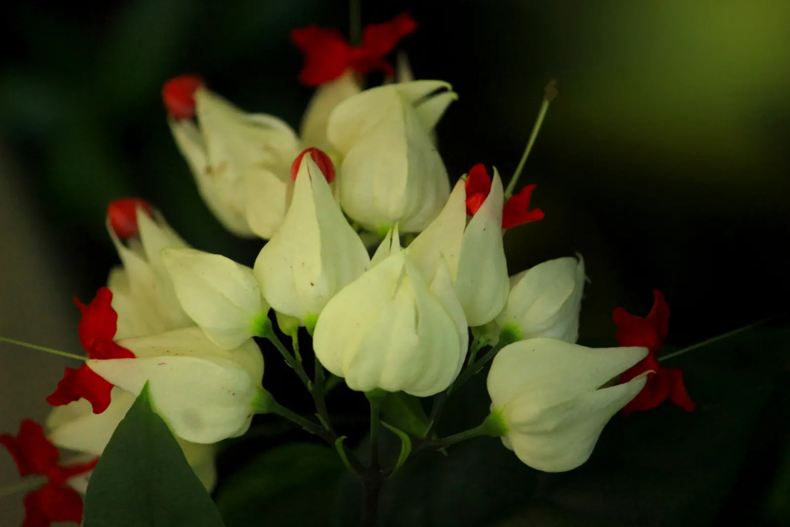 Bleeding Glory-Bower (Clerodendrum Thomsoniae) — pendulous flower that emerges from the center, image 163