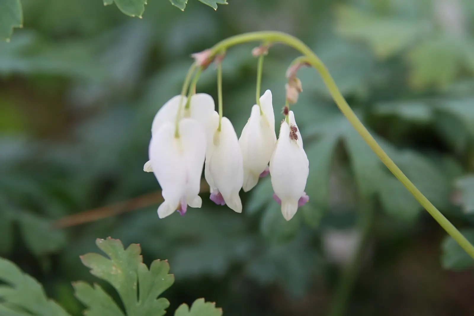 Bleeding Glory-Bower (Clerodendrum Thomsoniae) — Each unique bloom is composed of two parts: a white; scientifically named Clerodendrum thomsoniae, image 87