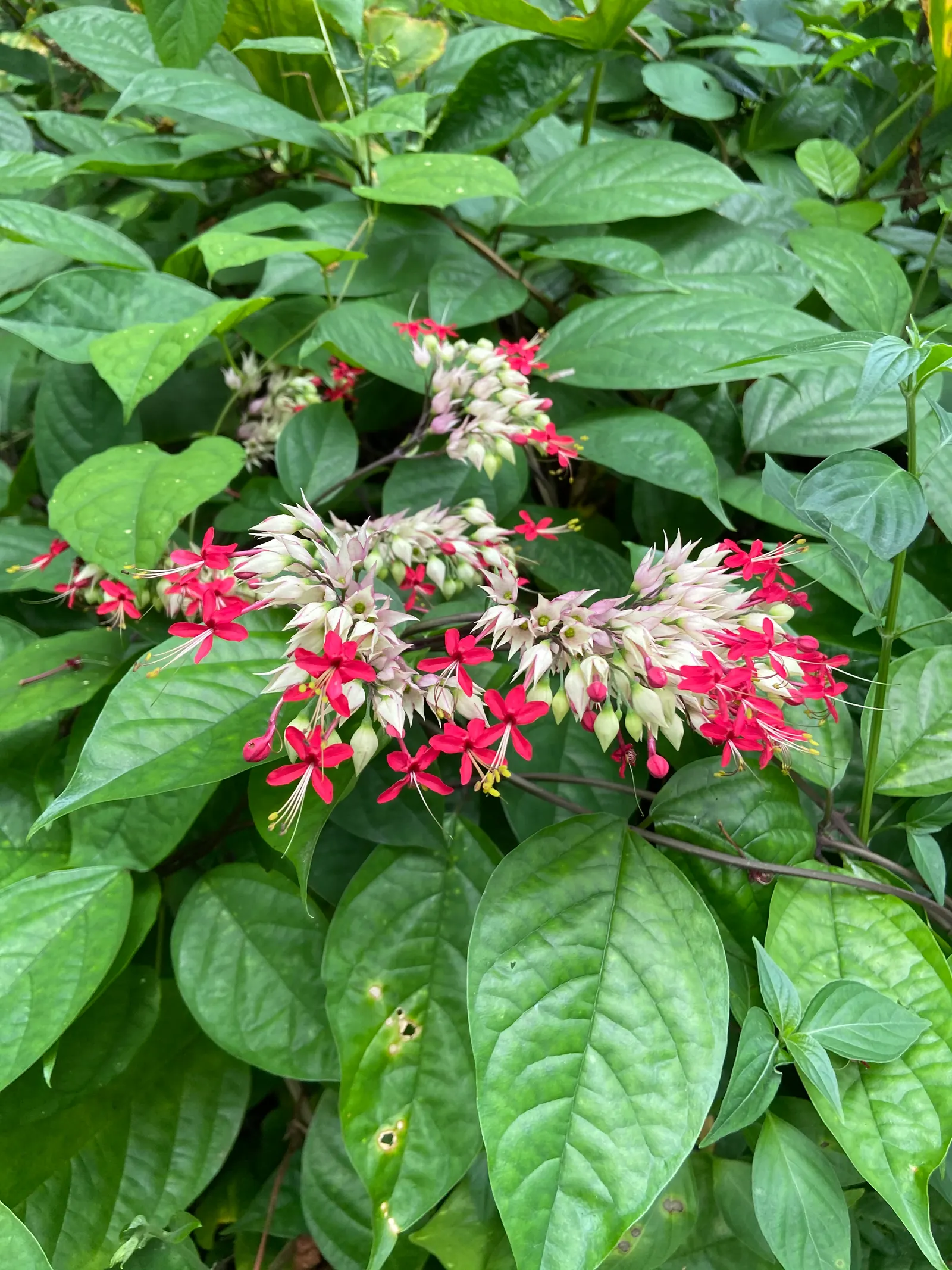 Bleeding Glory-Bower (Clerodendrum Thomsoniae) — although it requires some shade in the hottest part of the day; climbing up to 15 feet, it, image 165
