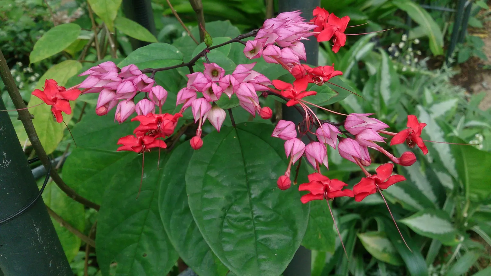 Bleeding Glory-Bower (Clerodendrum Thomsoniae) — which bloom primarily during the warm seasons; vine with multi-colored and red and white blooms