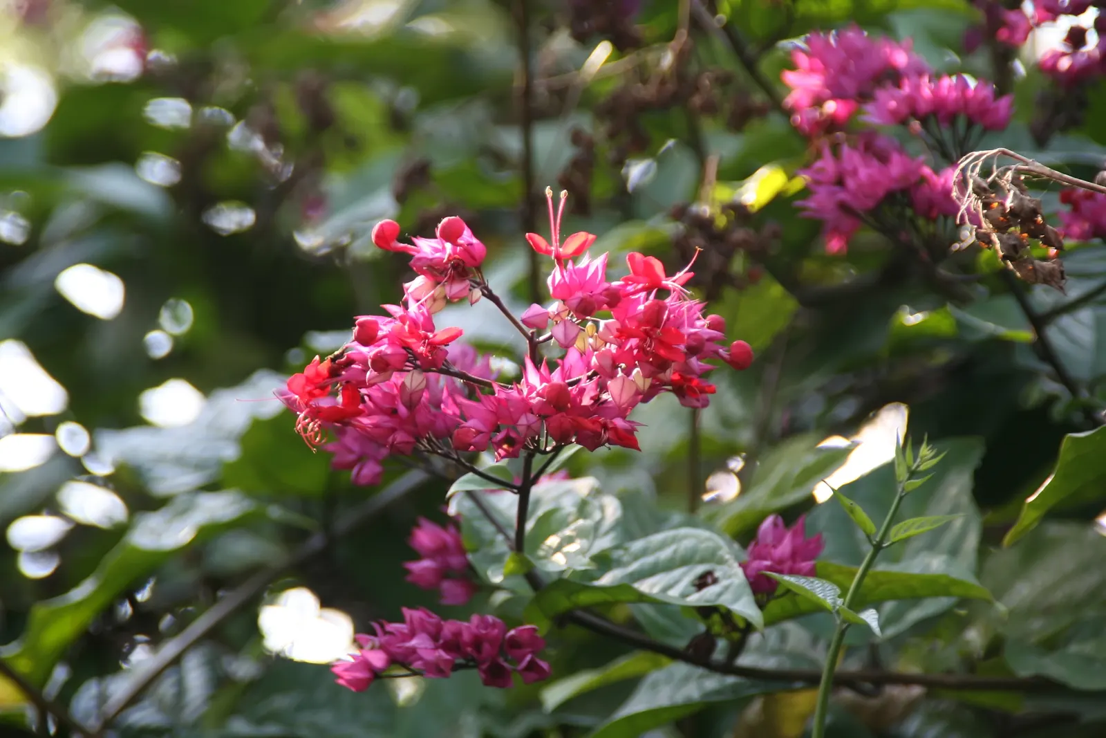 Bleeding Glory-Bower (Clerodendrum Thomsoniae) — creating the appearance of a drop of blood - a characteristic that inspired its common name