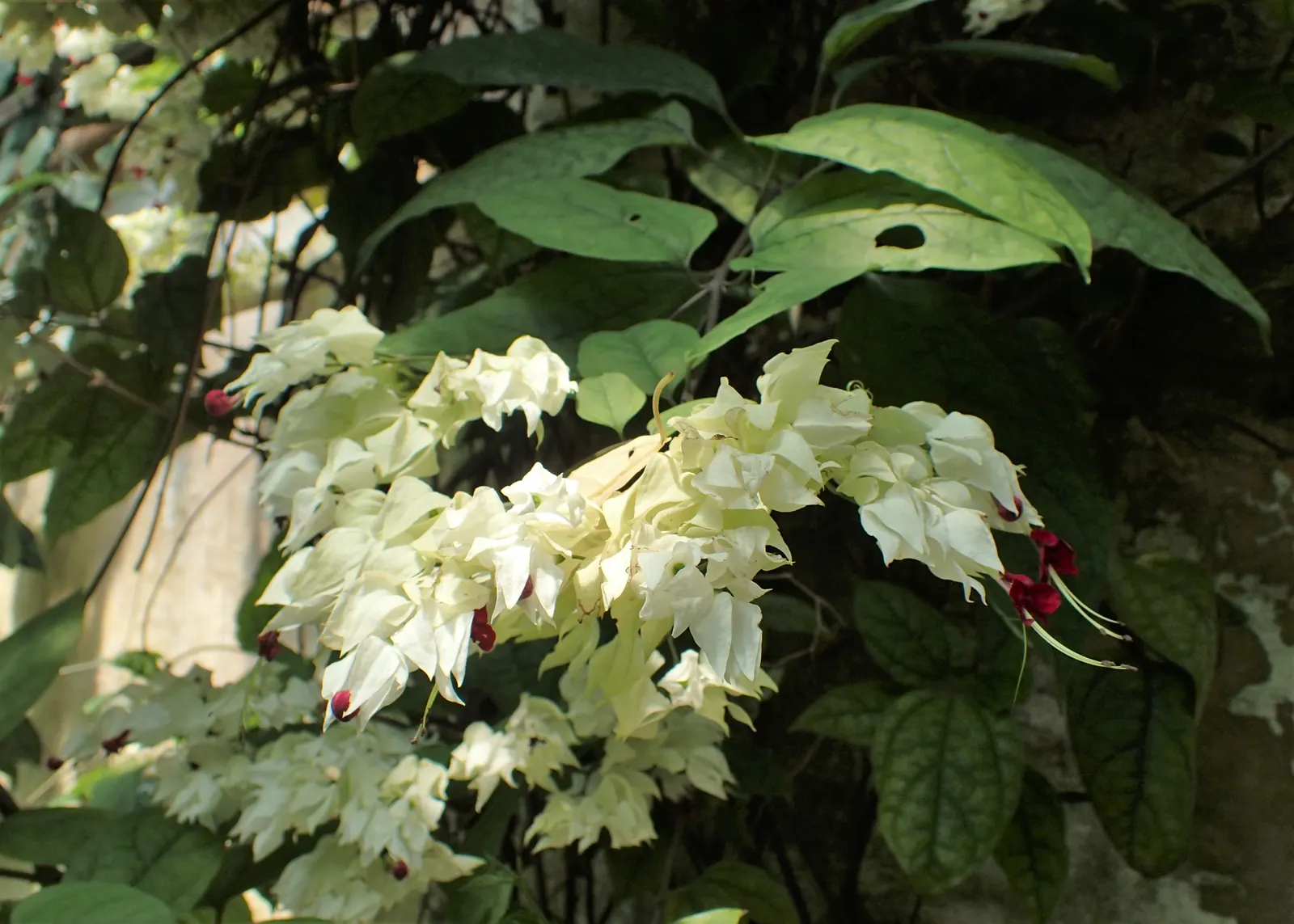 Bleeding Glory-Bower (Clerodendrum Thomsoniae) — is vital to facilitate the vine's climbing habit.<br><br>When integrating this plant into a, image 119