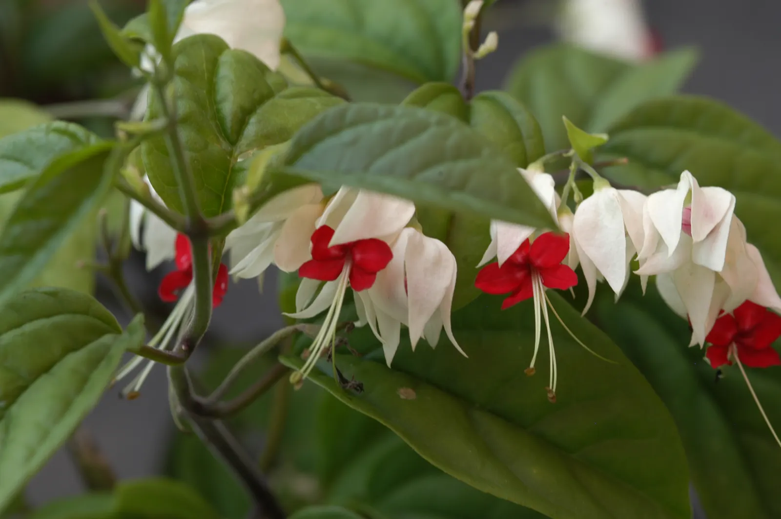 Bleeding Glory-Bower (Clerodendrum Thomsoniae) — This evergreen climber is renowned for its striking floral display and can reach a length of up to, image 33