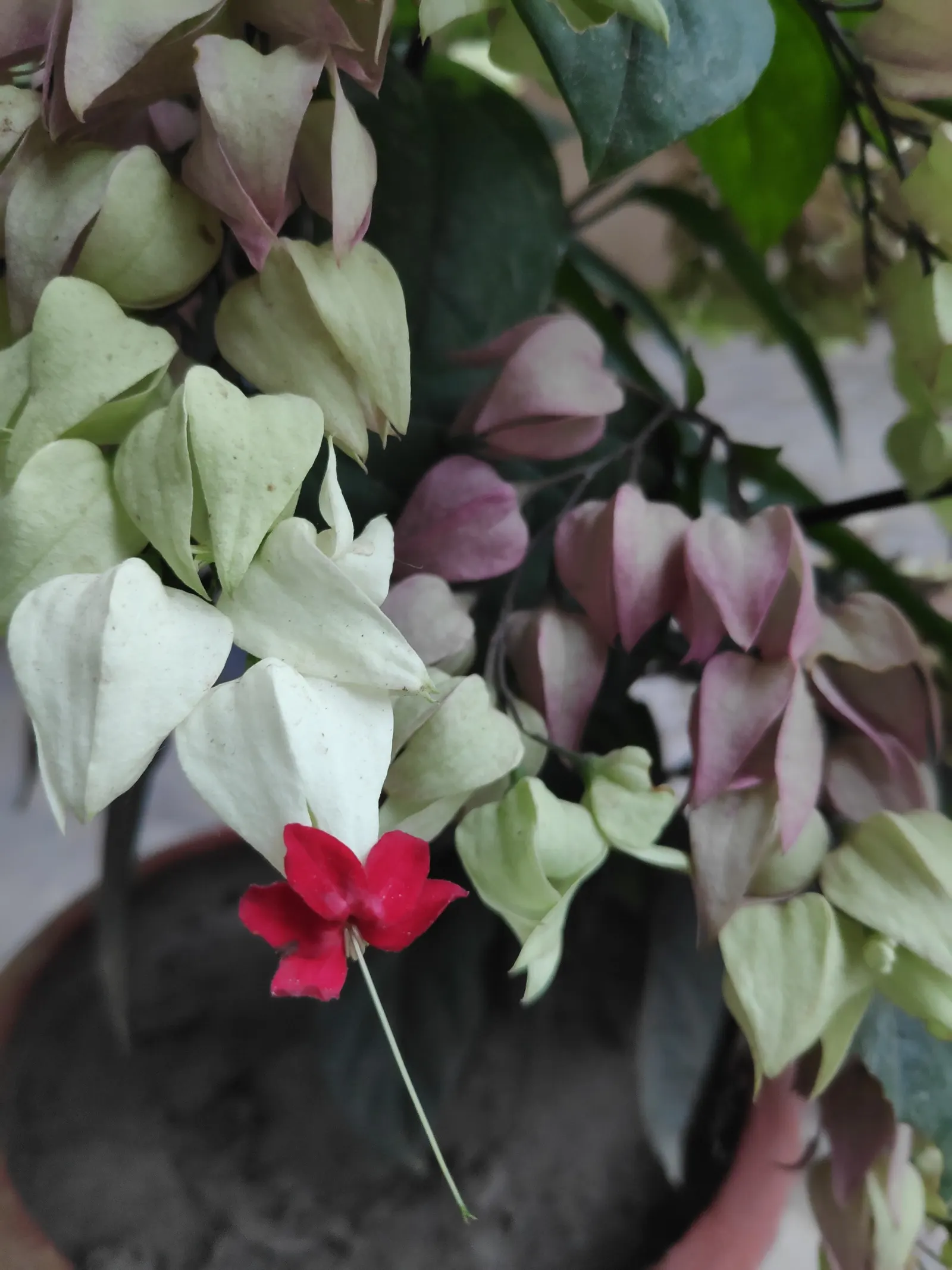 Bleeding Glory-Bower (Clerodendrum Thomsoniae) — vine with multi-colored and red and white blooms; although it requires some shade in the hottest part of the
