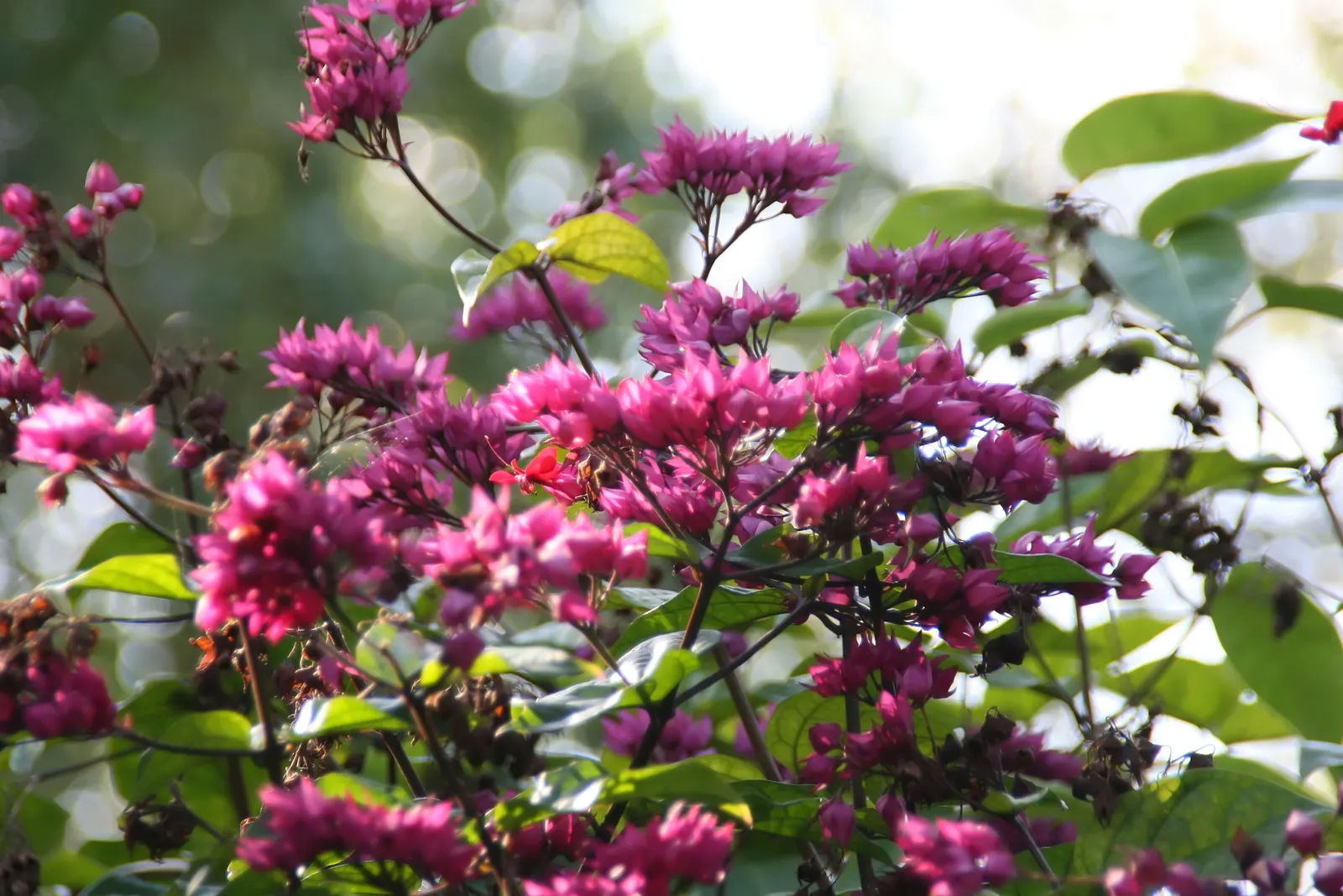 Bleeding Glory-Bower (Clerodendrum Thomsoniae) — Blooms appear in spring and summer, adding dramatic flair; such as a trellis or fence, image 53
