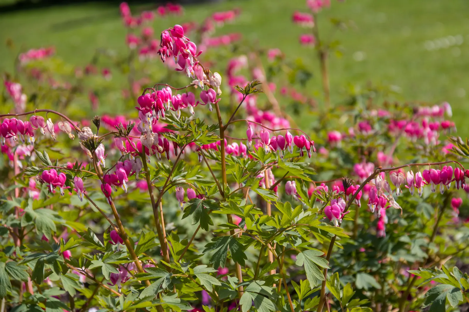 Bleeding Glory-Bower (Clerodendrum Thomsoniae) — Ideal for trellises or as a captivating focal point in a romantic garden theme; is an enchanting tropical vine