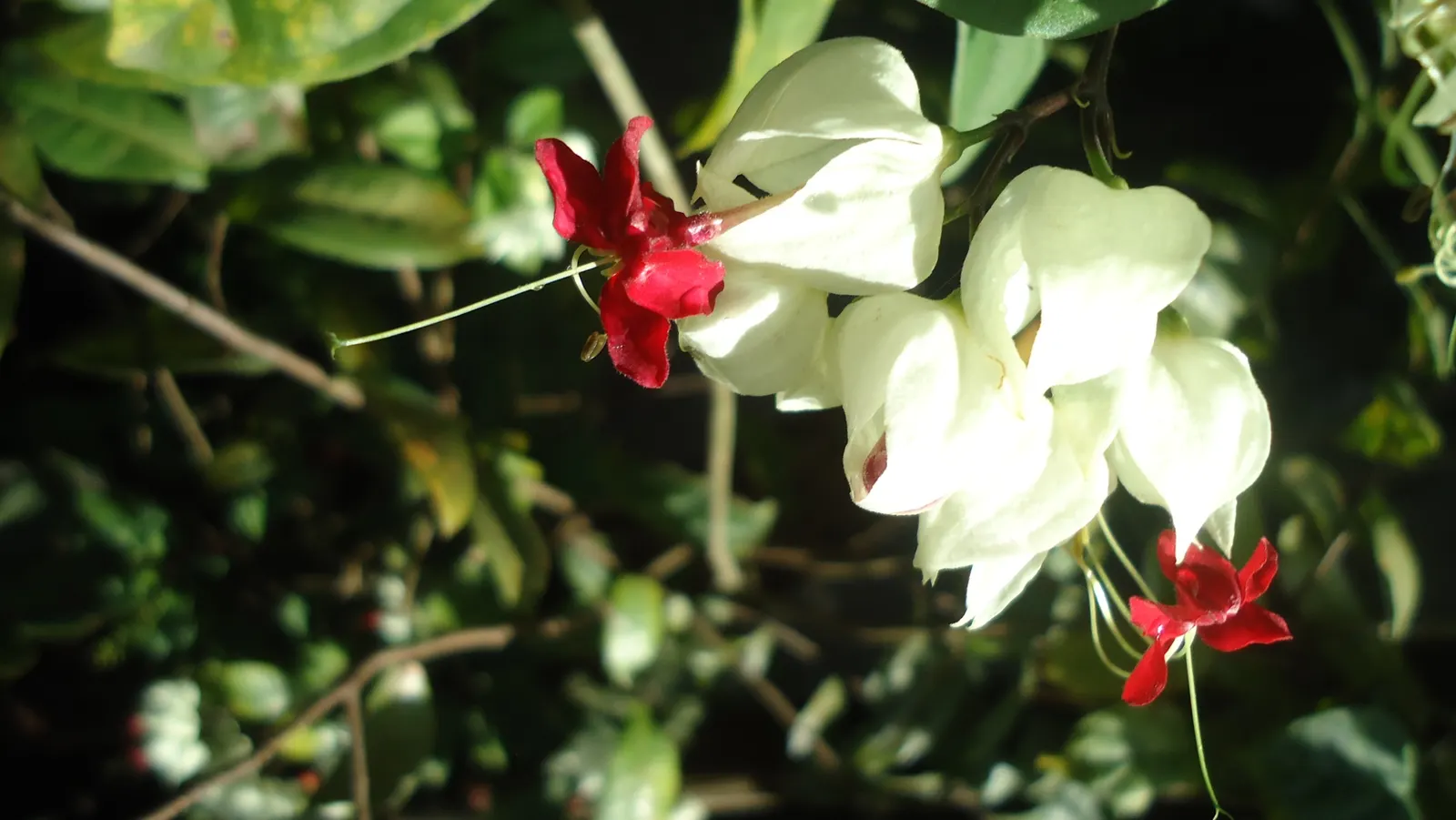 Bleeding Glory-Bower (Clerodendrum Thomsoniae) — Blooms appear in spring and summer, adding dramatic flair