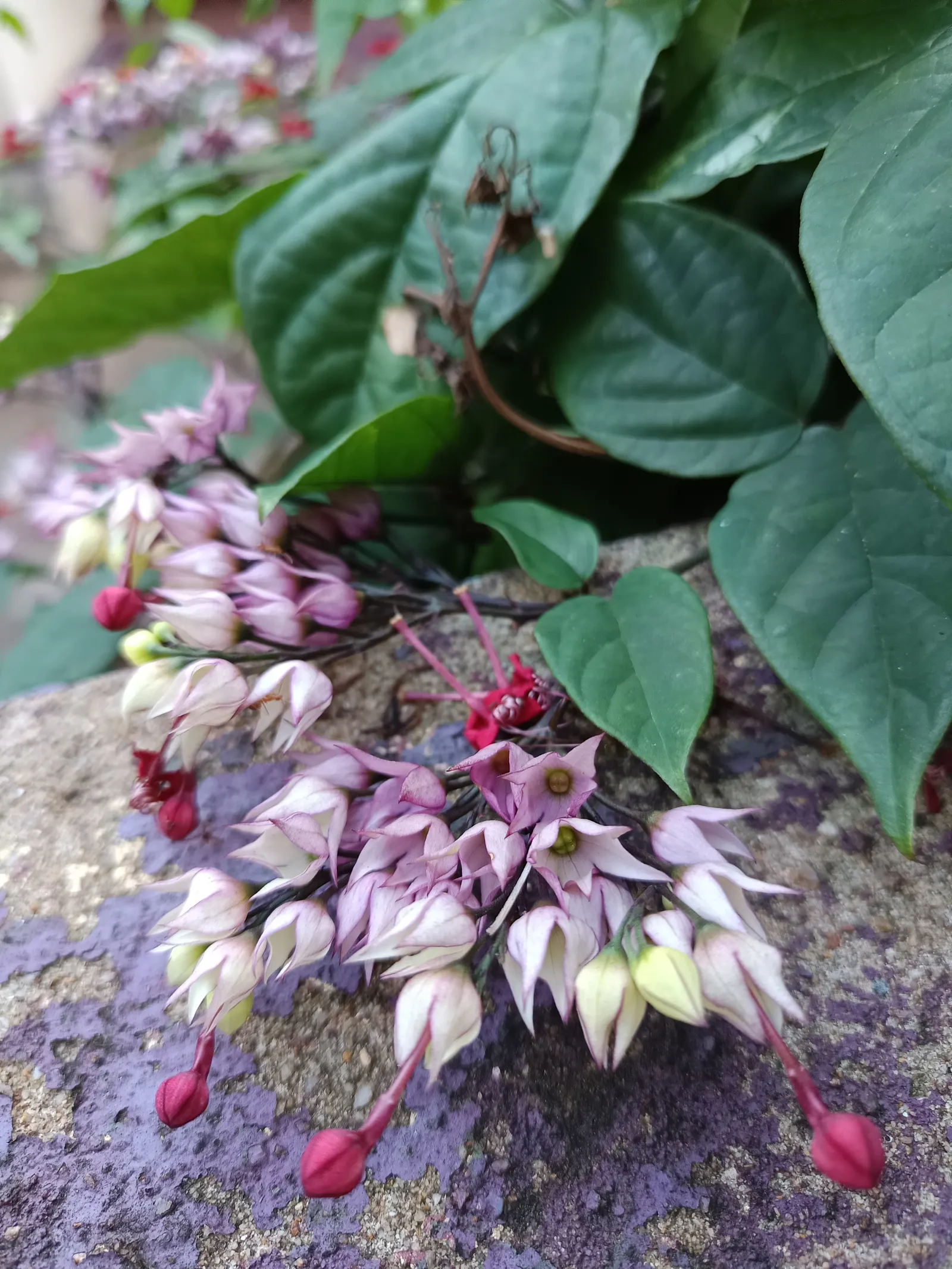 Bleeding Glory-Bower (Clerodendrum Thomsoniae) — This evergreen climber is renowned for its striking floral display and can reach a length of up to, image 108