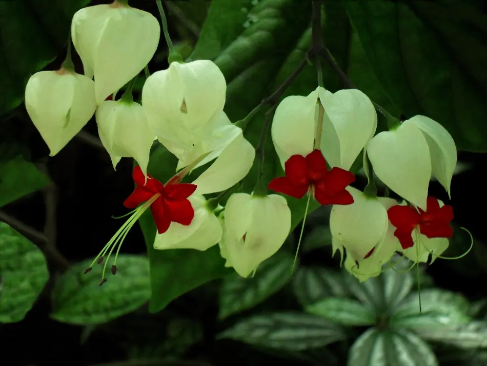 Bleeding Glory-Bower (Clerodendrum Thomsoniae) — such as a trellis or fence; multi-colored and red and white flowers in the garden, image 93