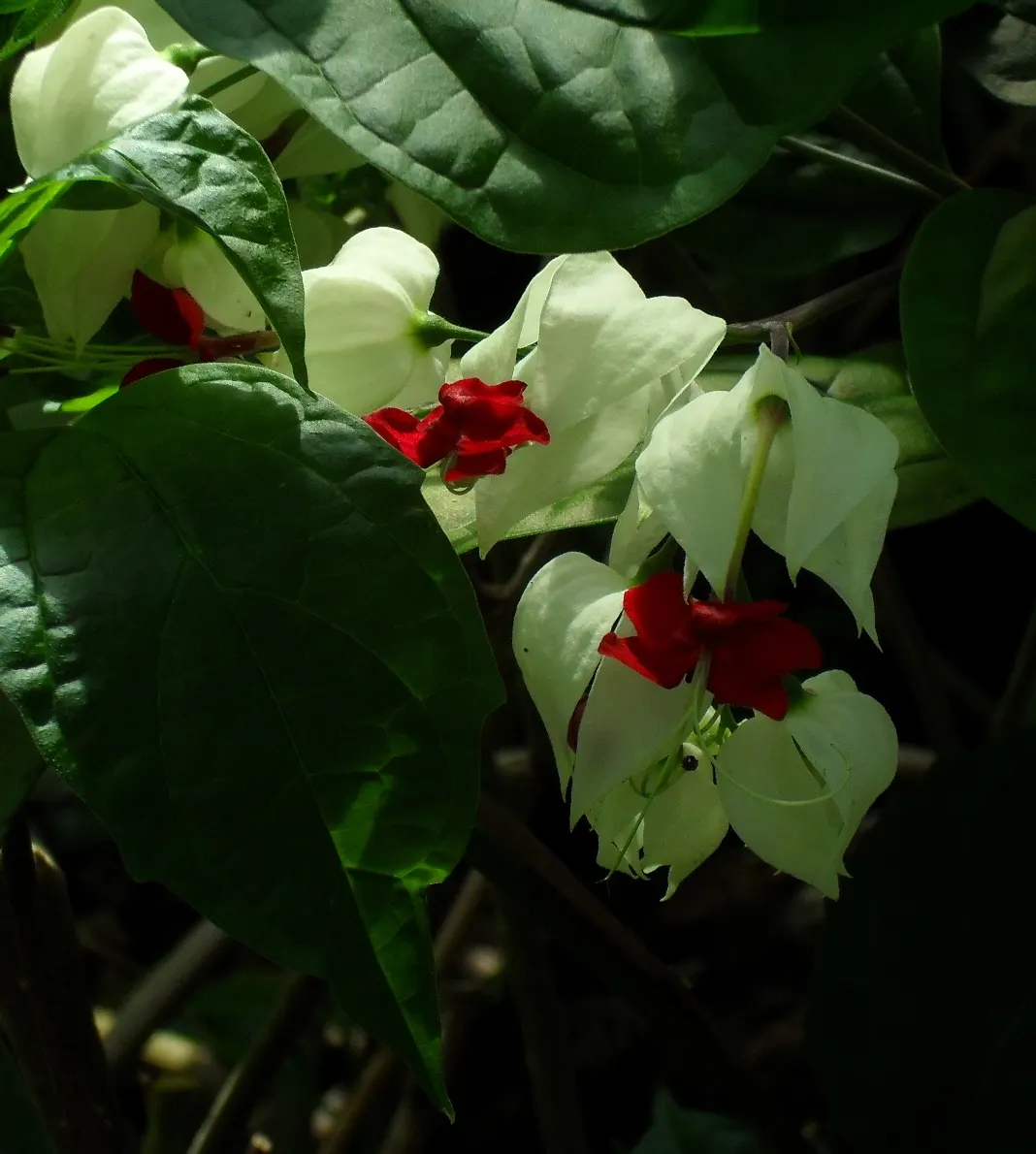 Bleeding Glory-Bower (Clerodendrum Thomsoniae) — This evergreen vine thrives in zones 9-11, preferring partial shade and well-draining soil, image 51
