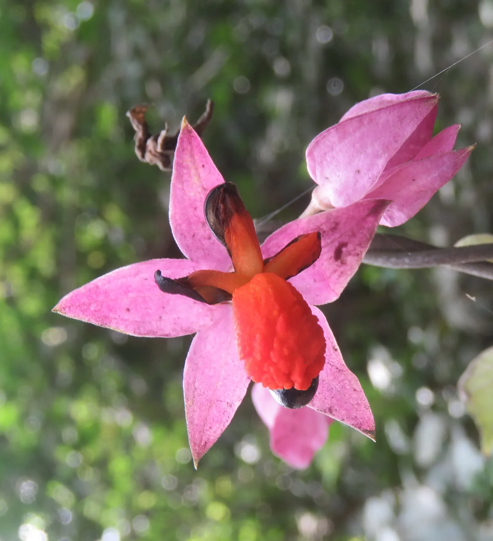 Bleeding Glory-Bower (Clerodendrum Thomsoniae) — though it is necessary to avoid waterlogged conditions; it demands well-draining soil with a good, image 117